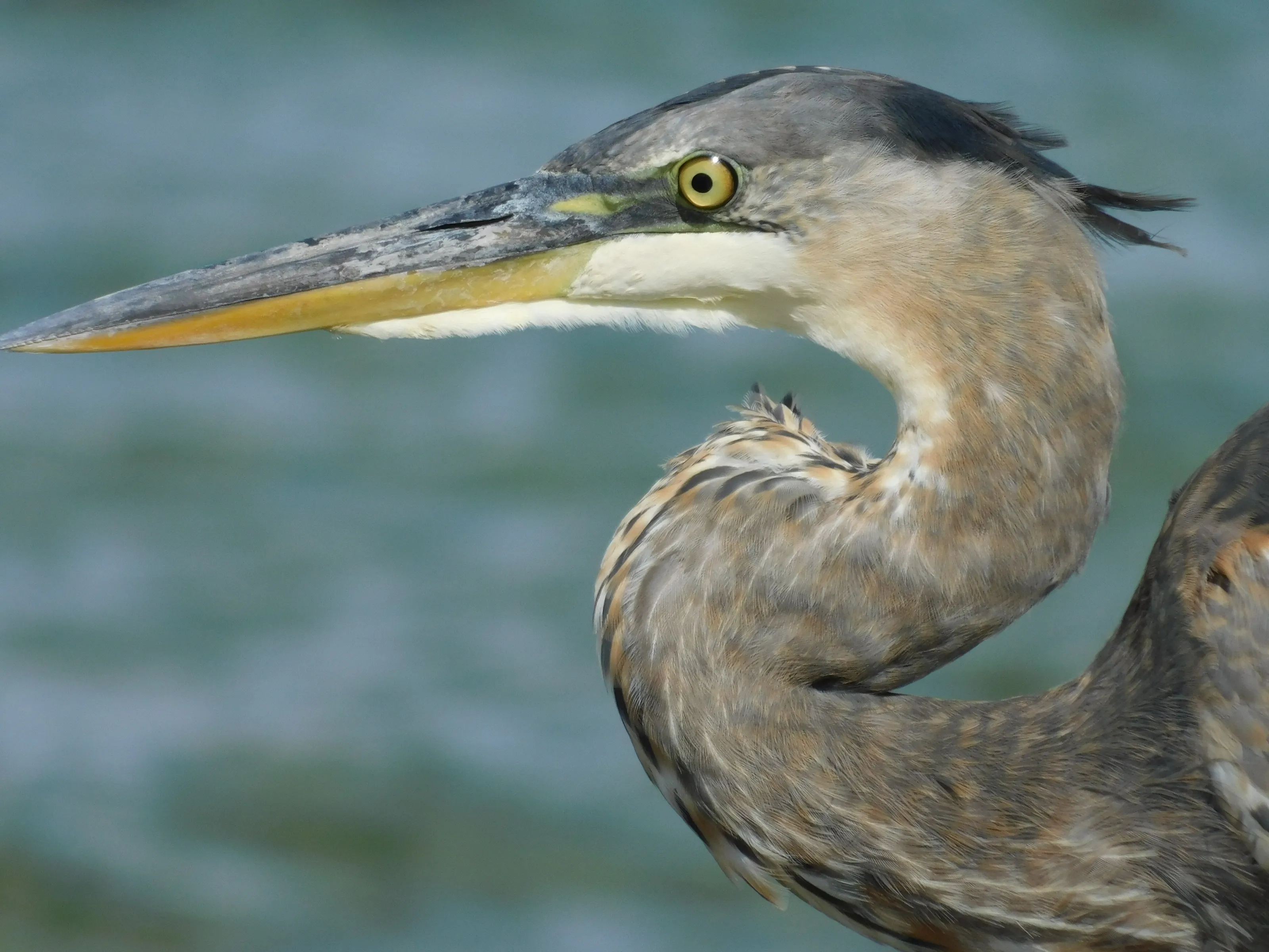 Blue Heron