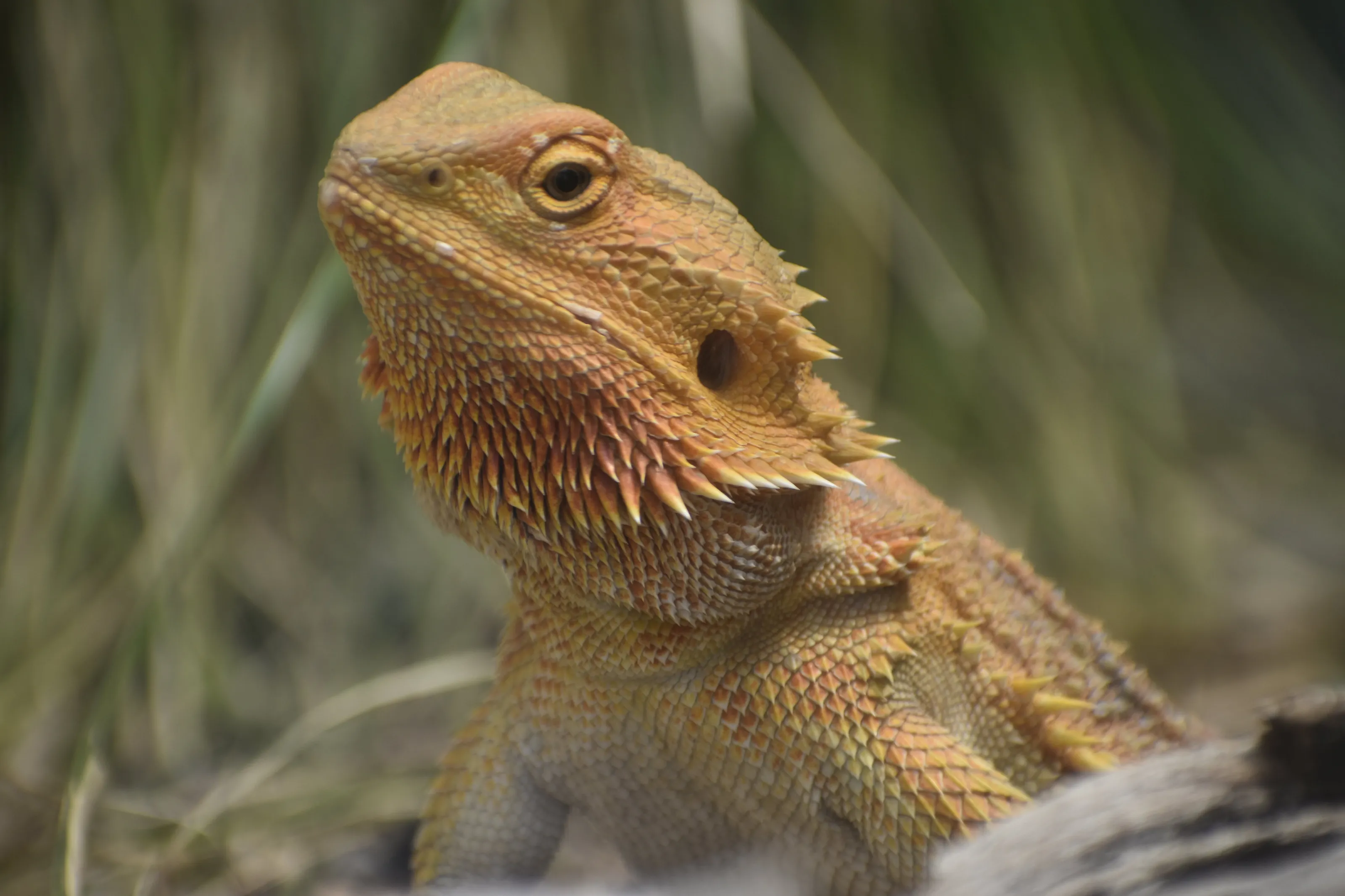 Australian bearded dragon