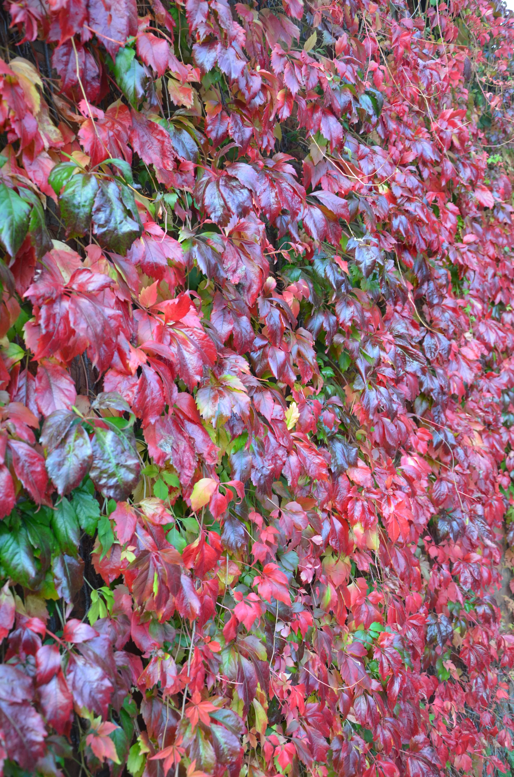 red and green ivy in autumn