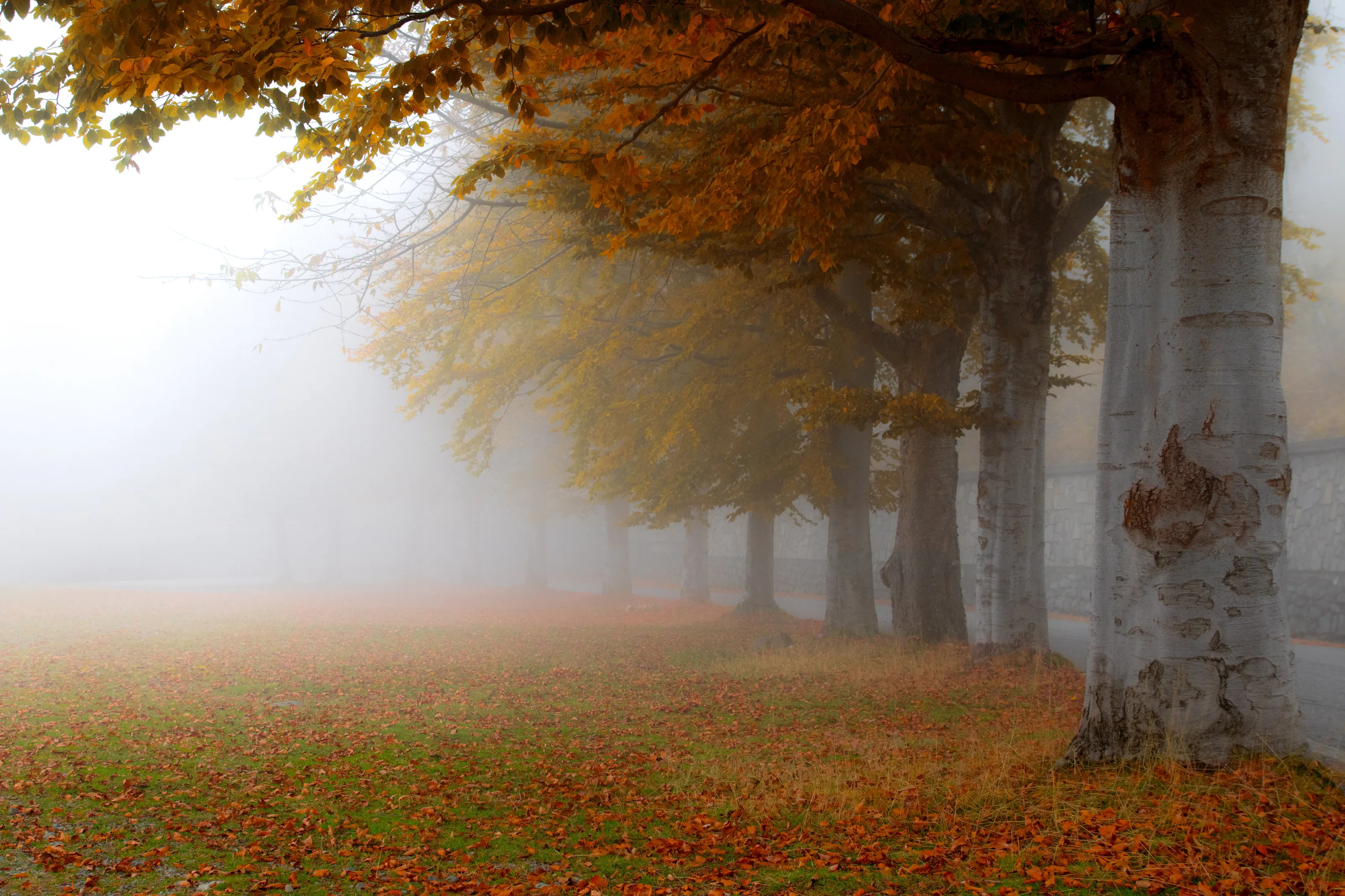 Autumn fog covering everything