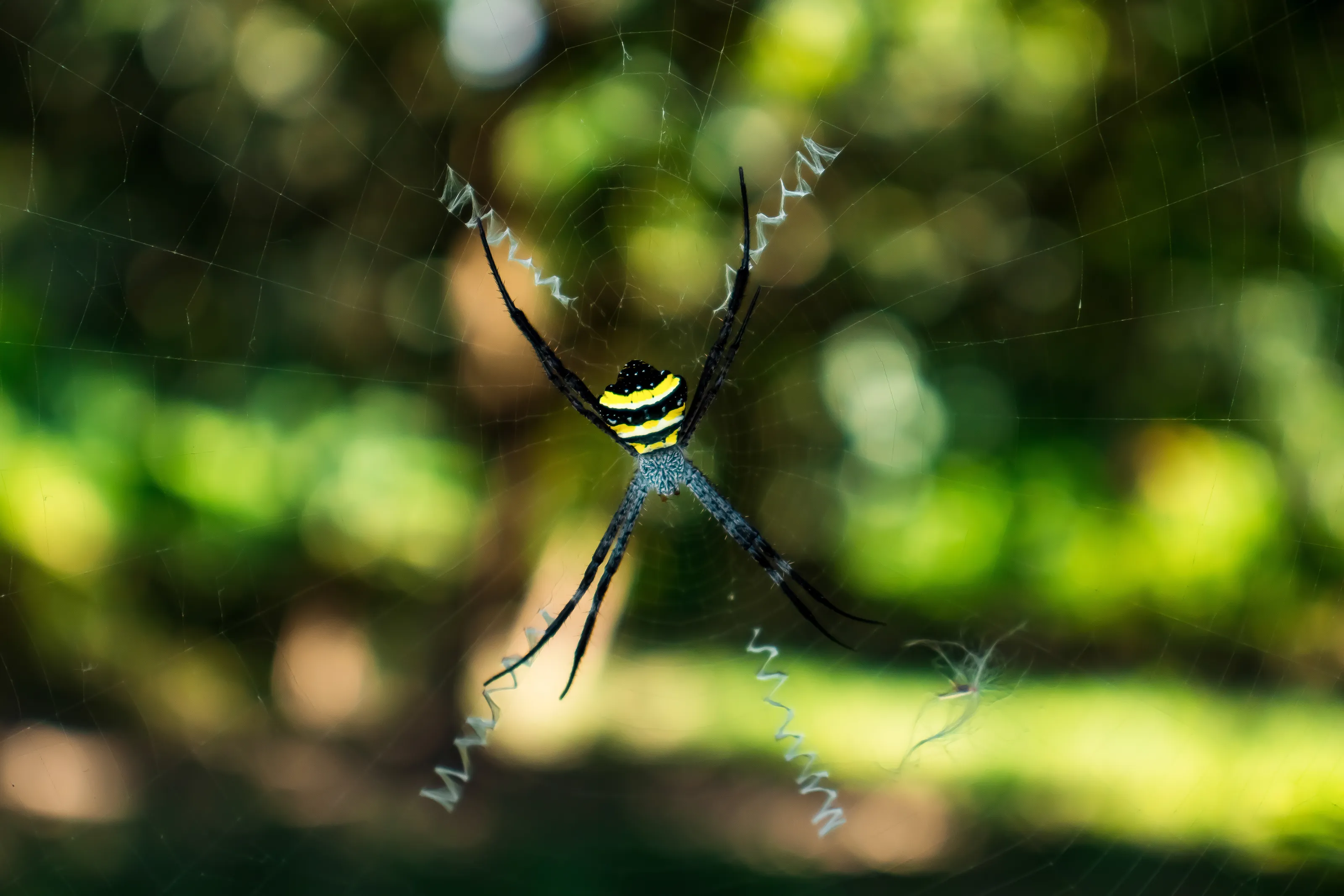 Argiope anasuja