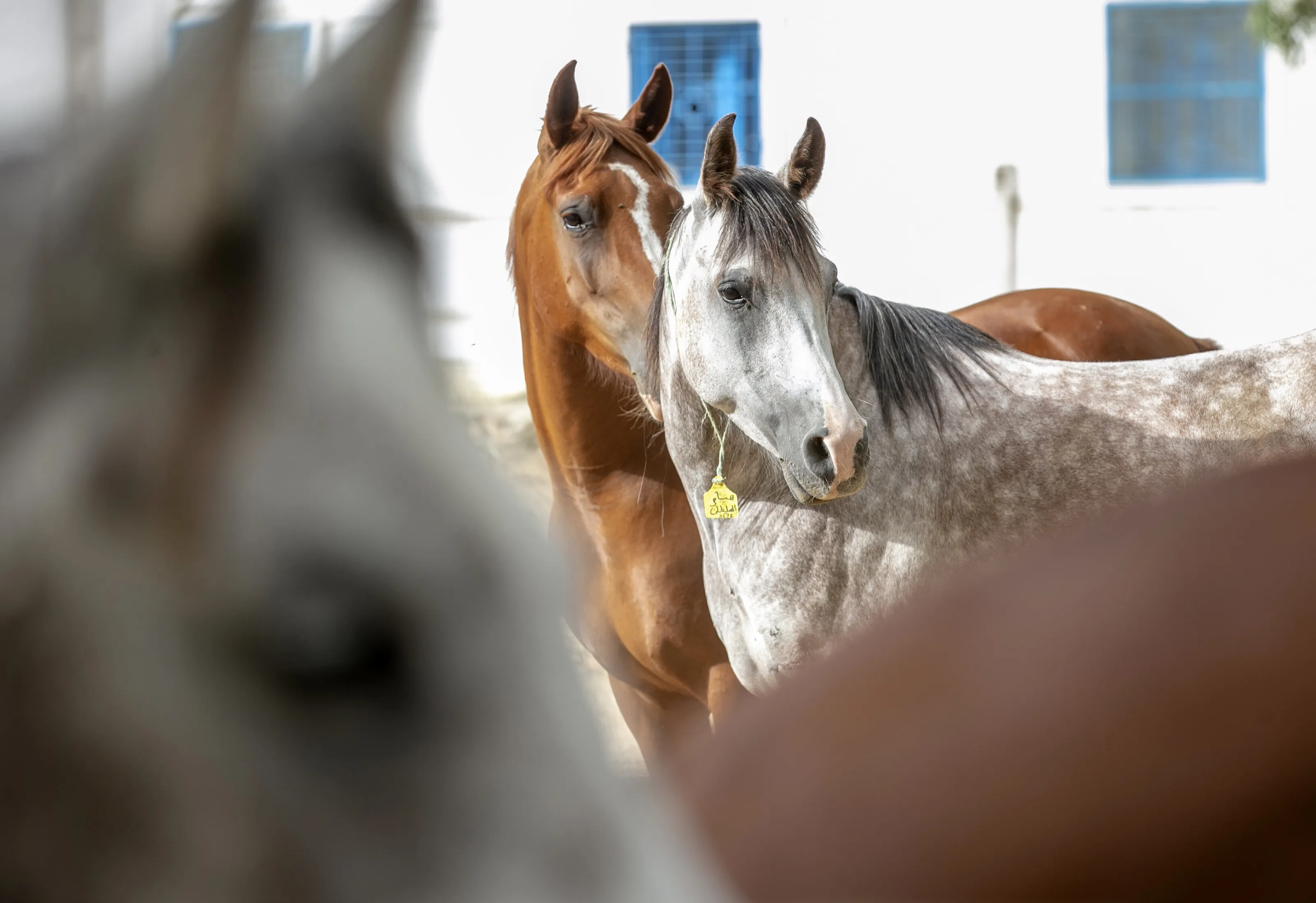 Horses