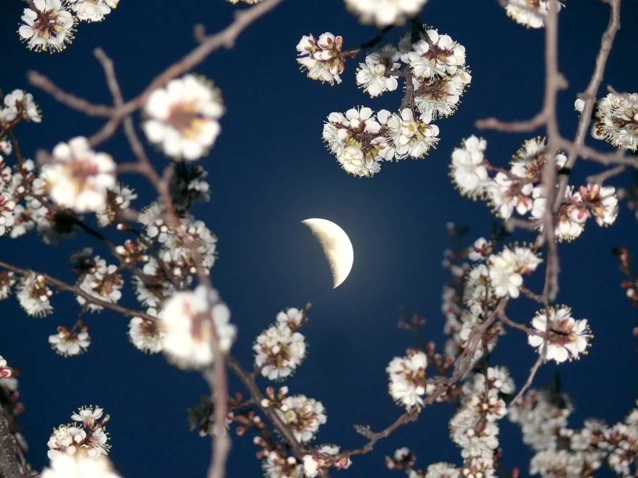 Spring Moon