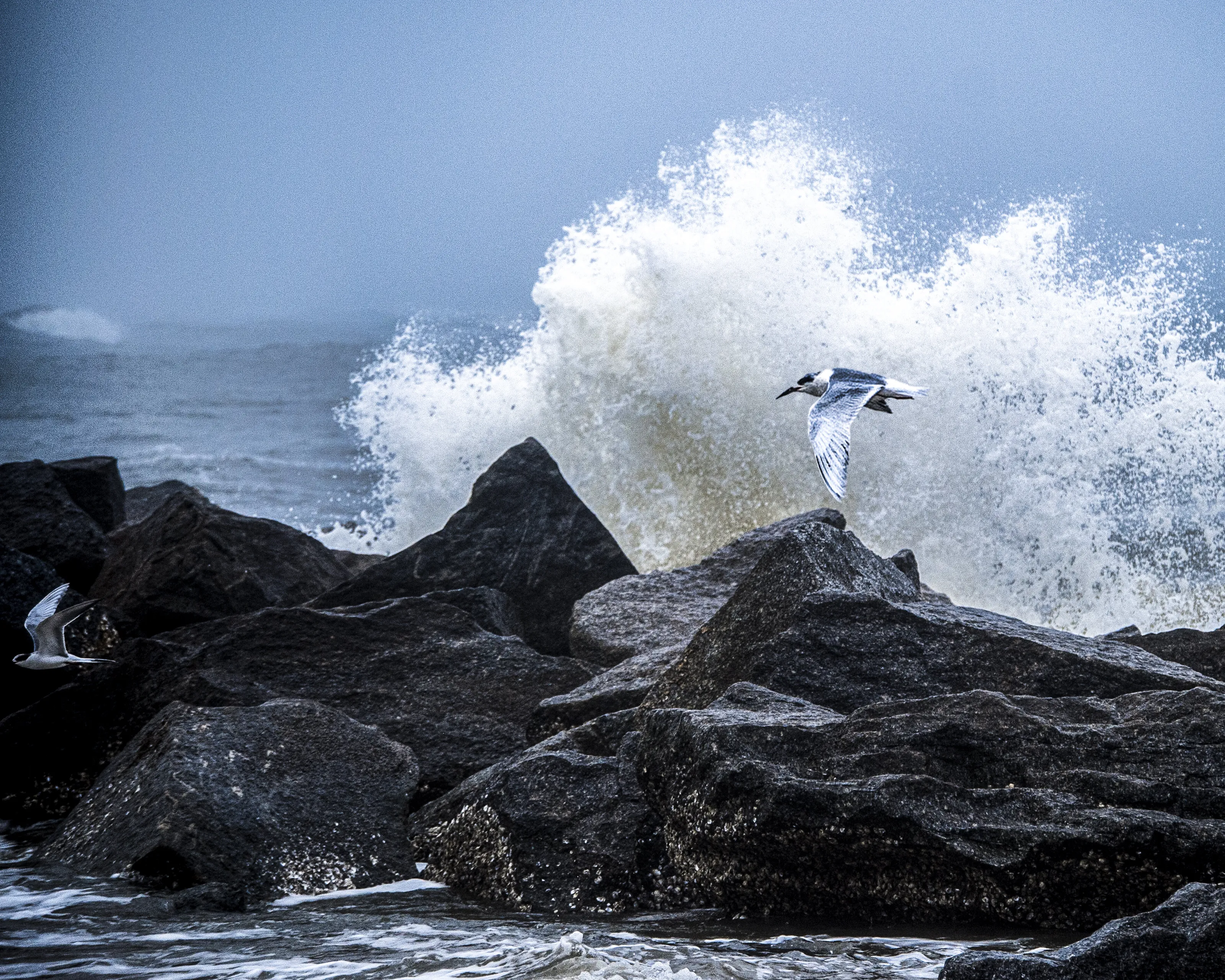 Villano Beach birds