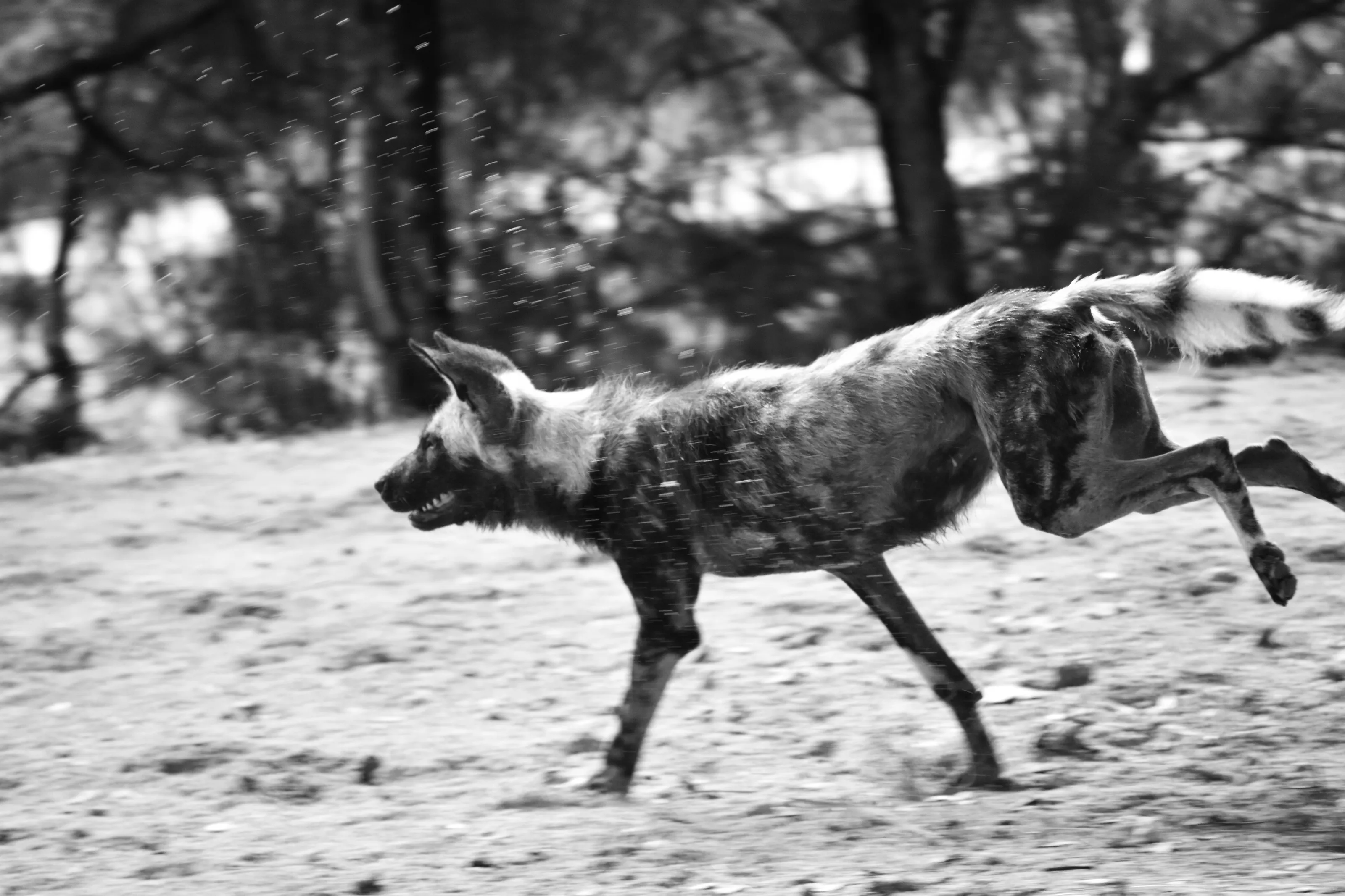 A Running Painted Dog