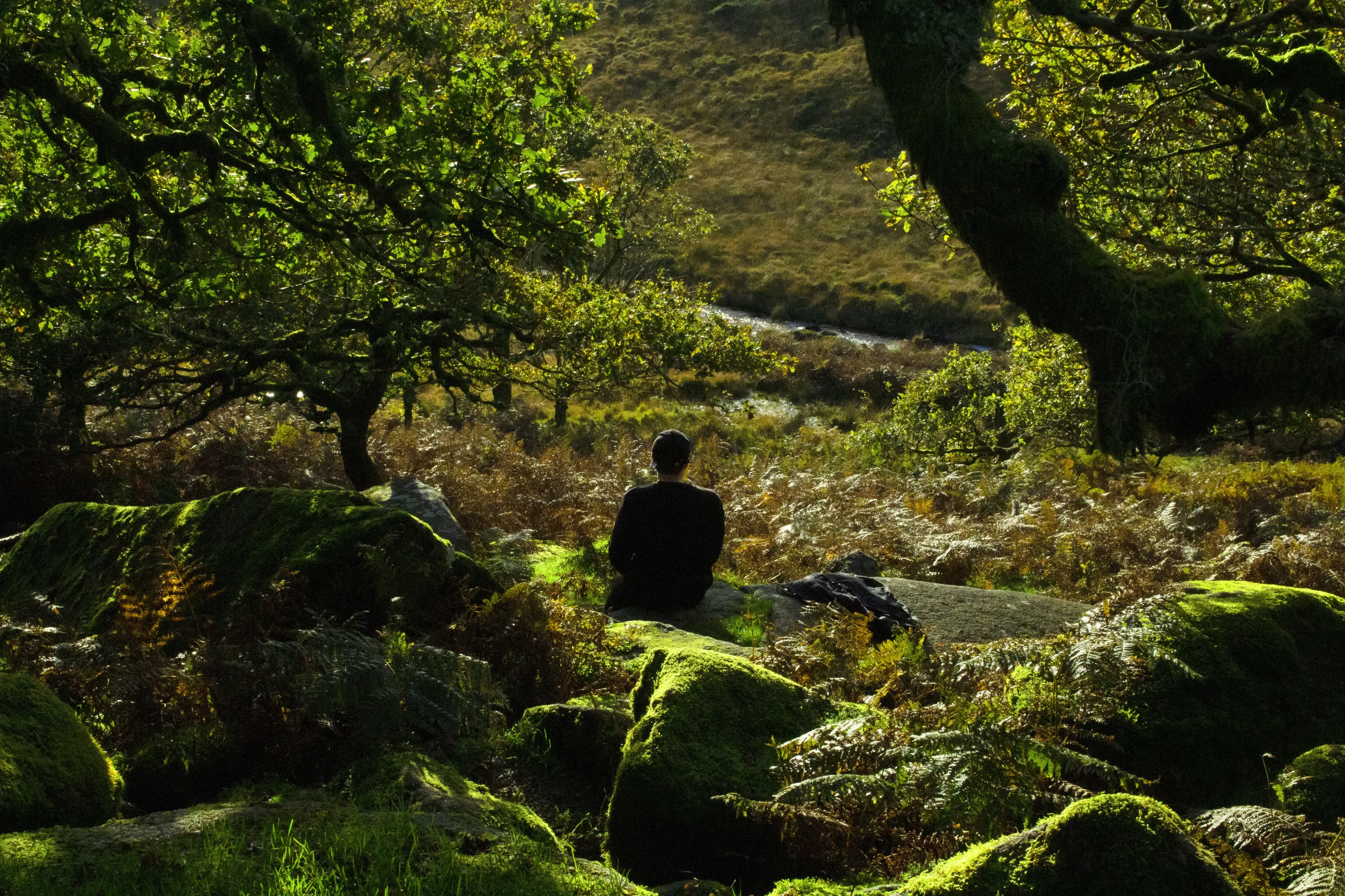 Dartmoor Travel's