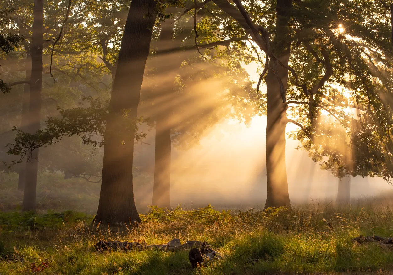 Forest sun