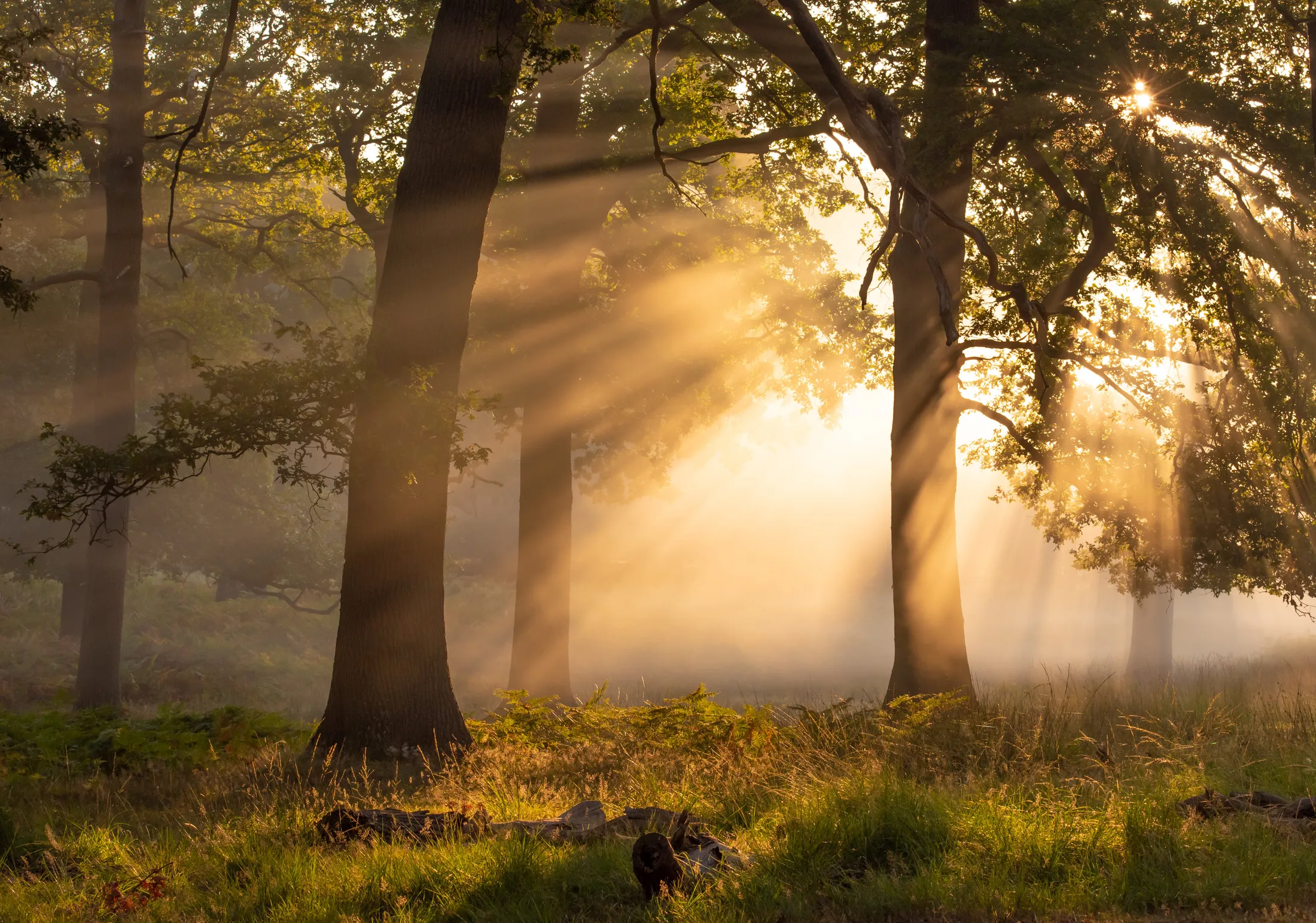 Forest sun