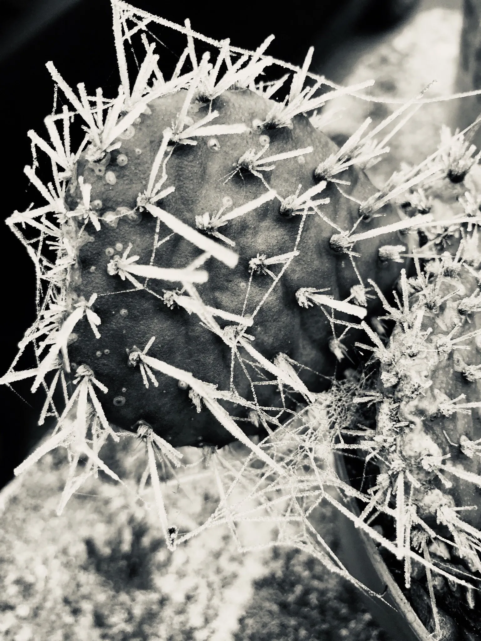 Prickles