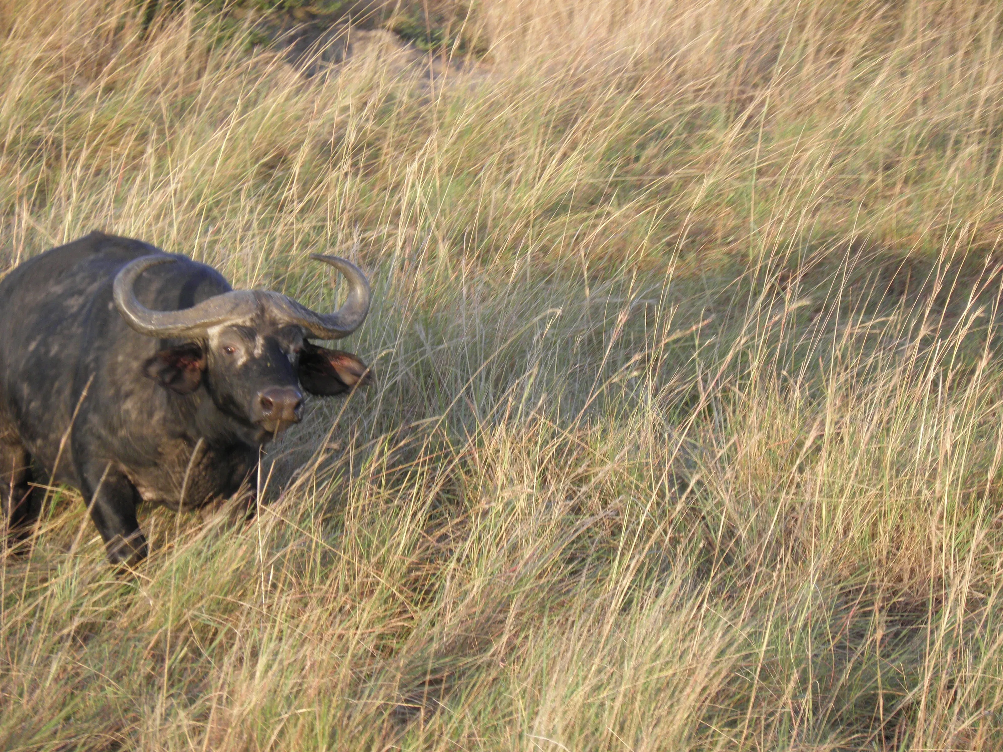 Cape Buffalo Sees Us