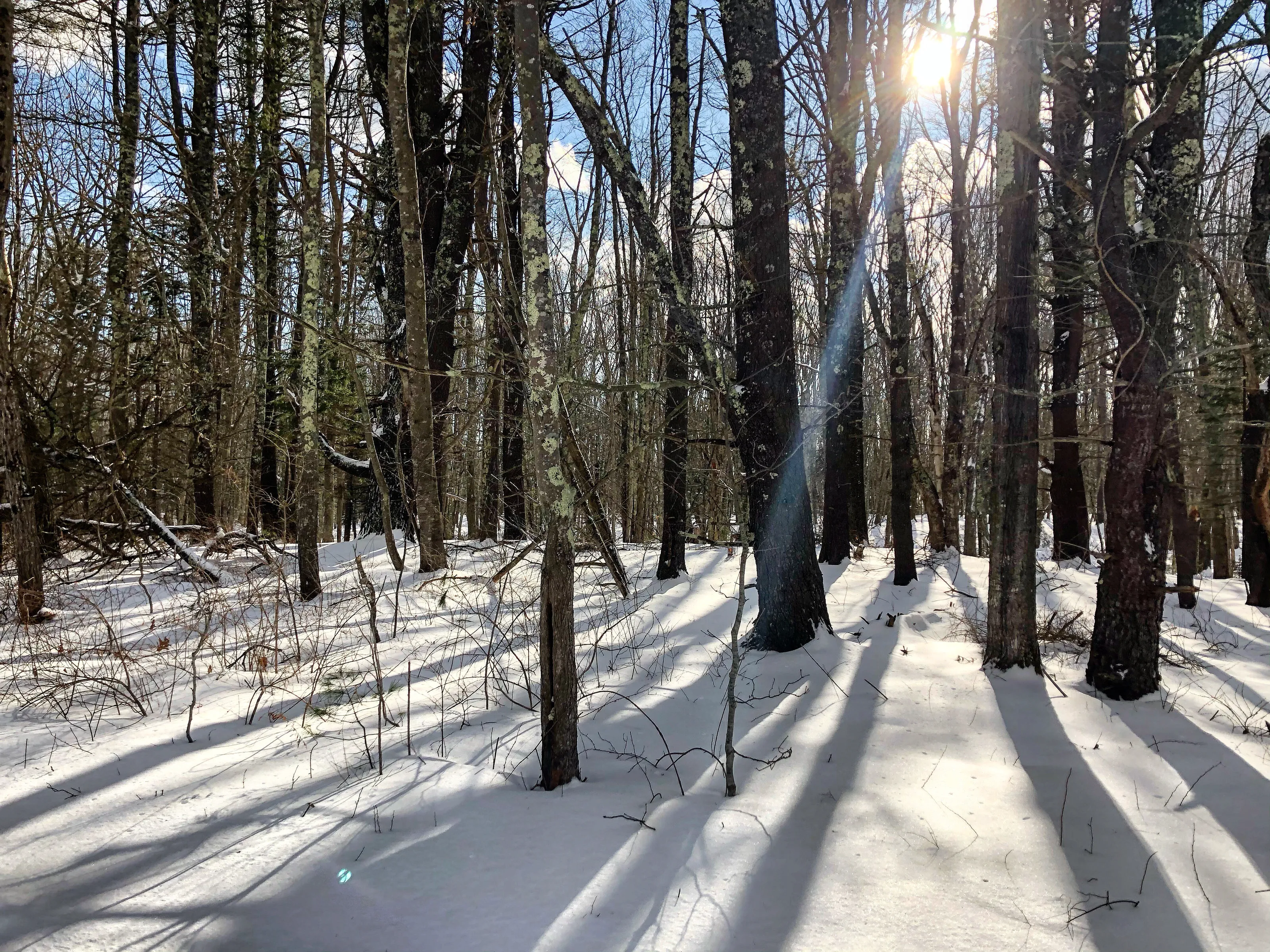 Shadowed and Snowy wood