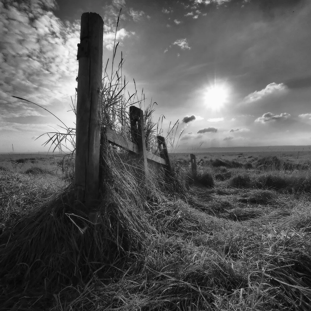 Salt Marshes