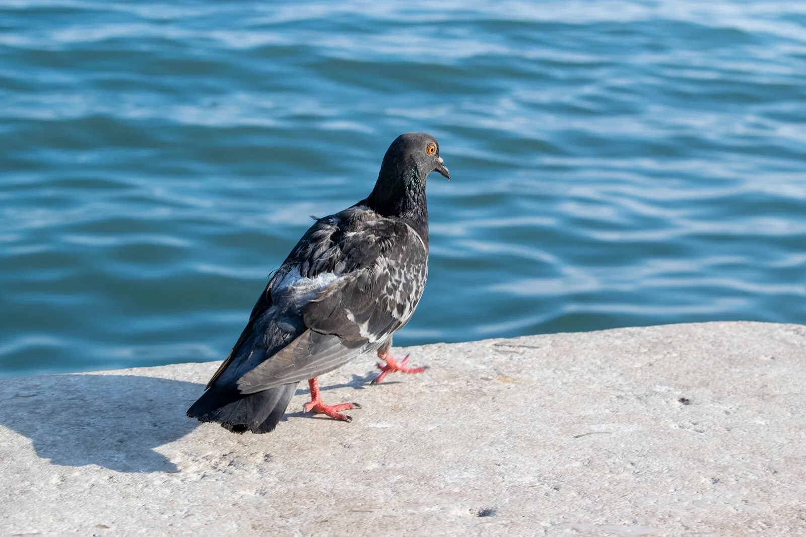 The pigeon and the sea