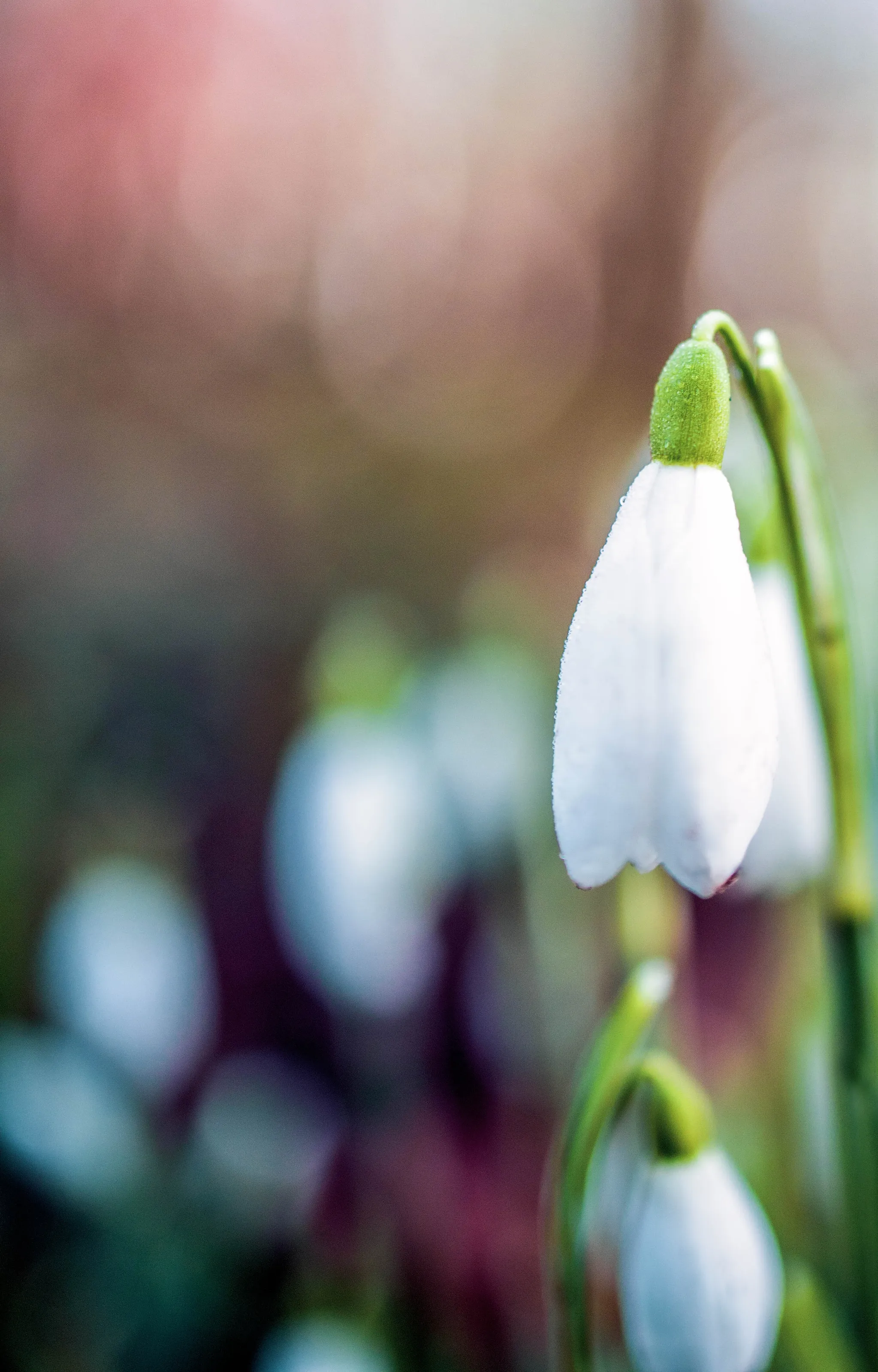 Sunrise Snowdrop