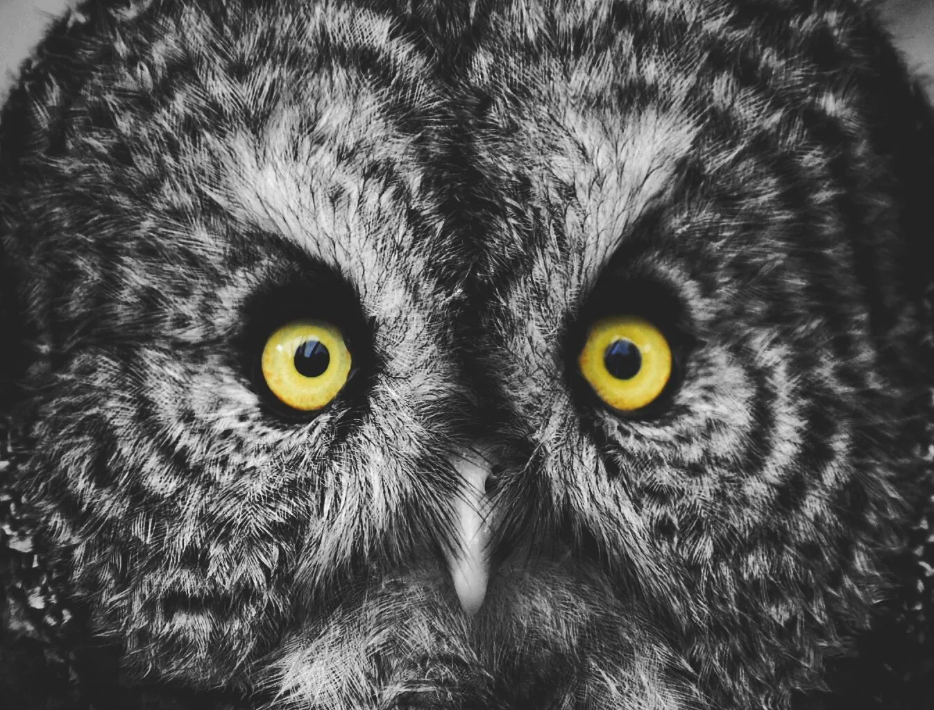 The Wise Owl