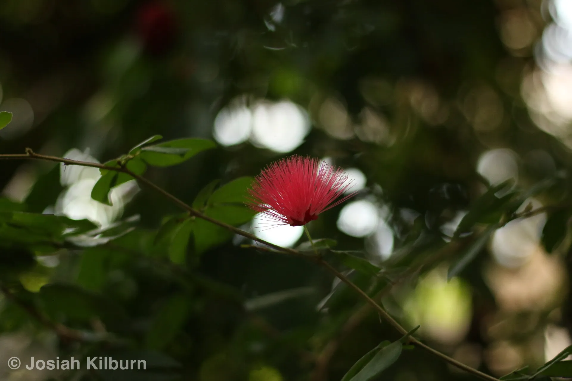 Wispy flower