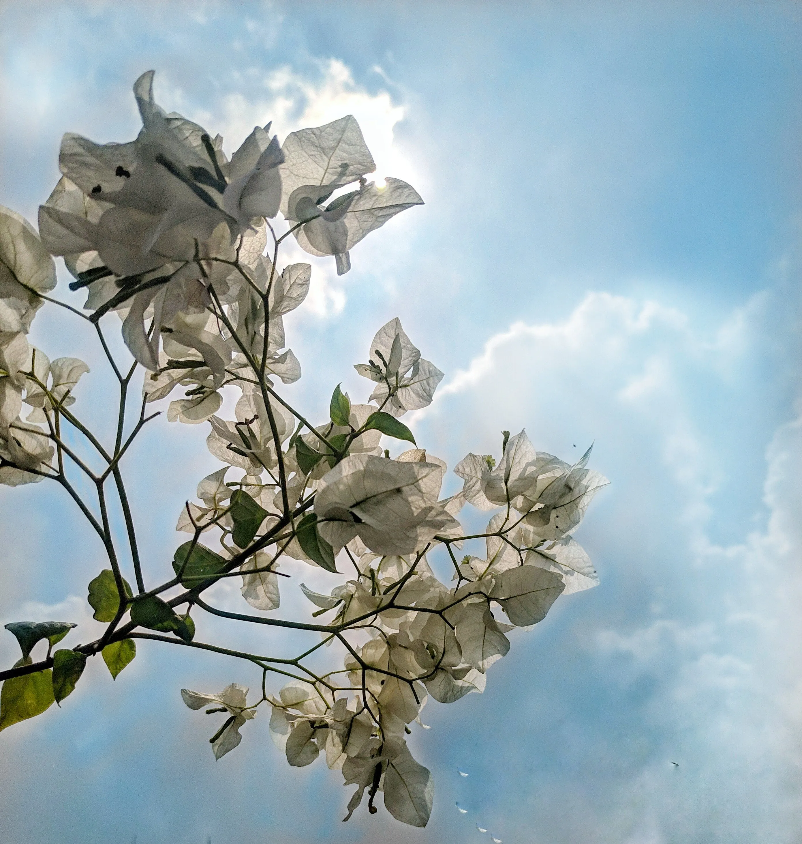 Bougainvilleas