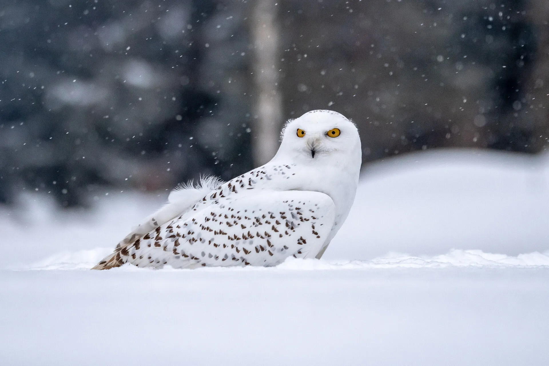 Snowy owl, Bubo scandiacus