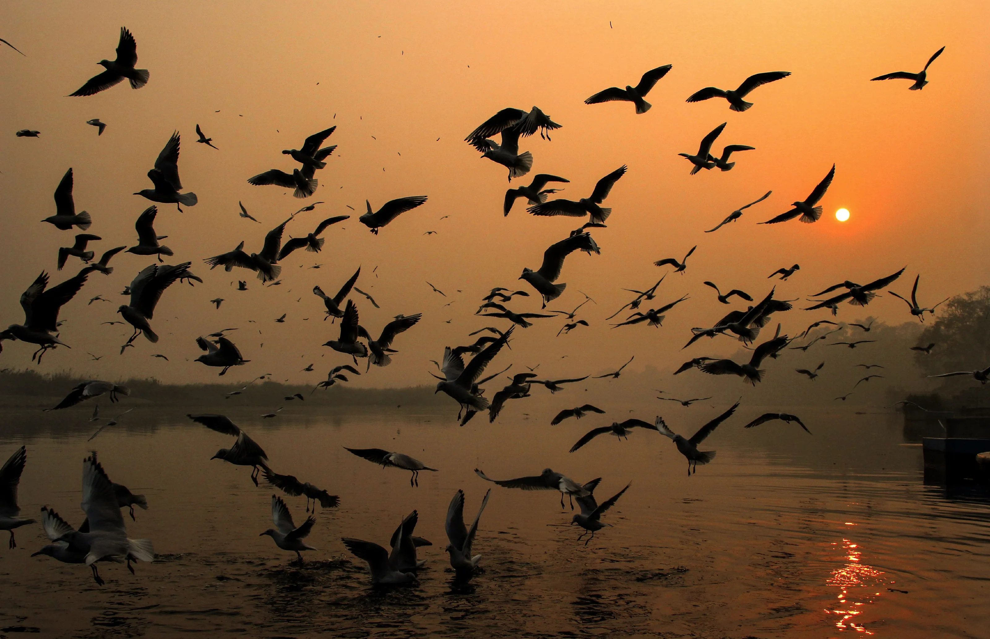 sun shines birds