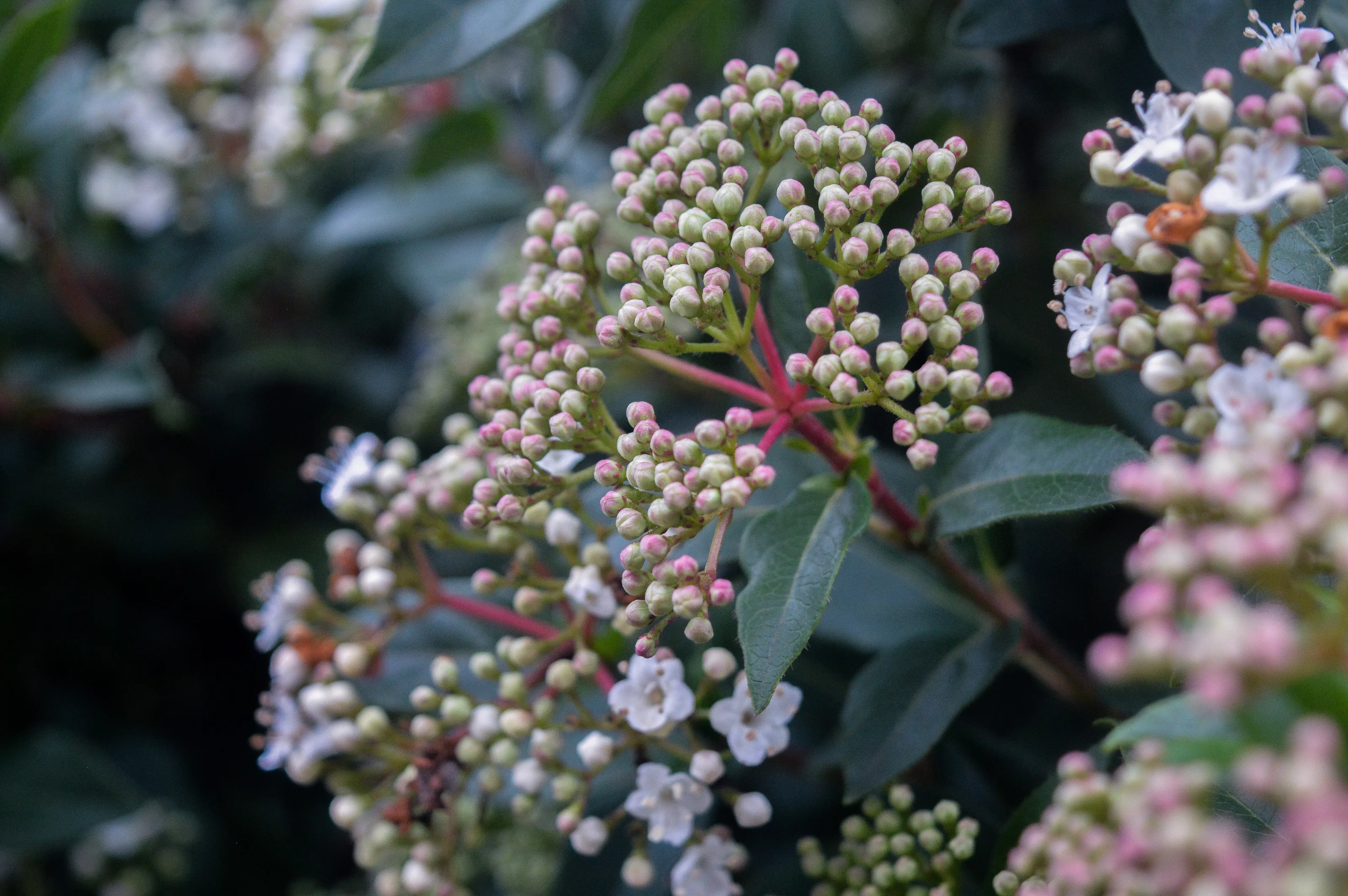 Flowers In Winter
