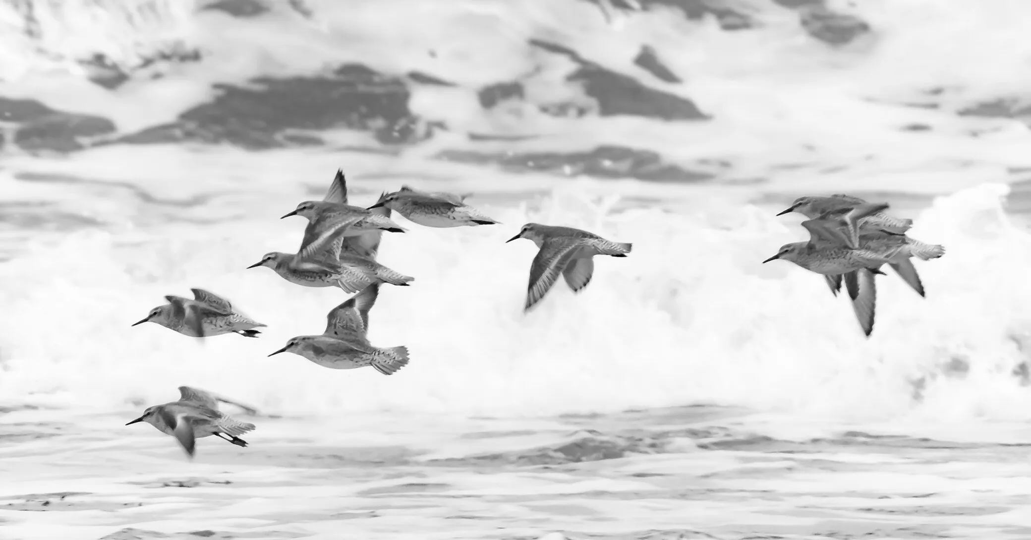 Little stint (Calidris minuta) flock