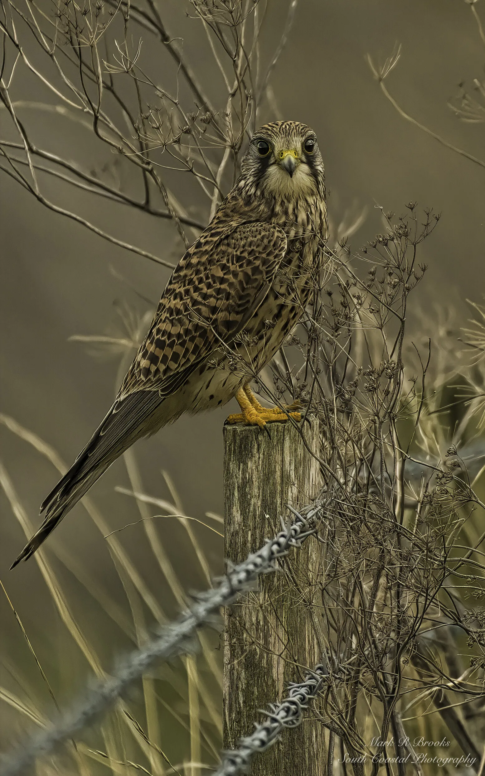 Kestrel on Fence Post