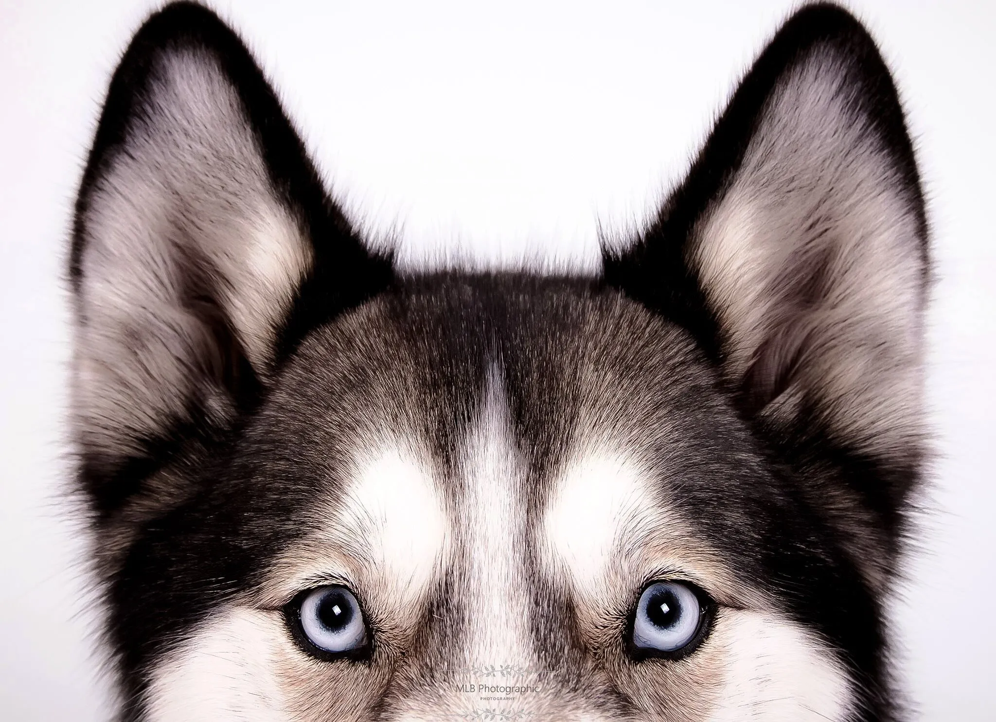 The Watcher