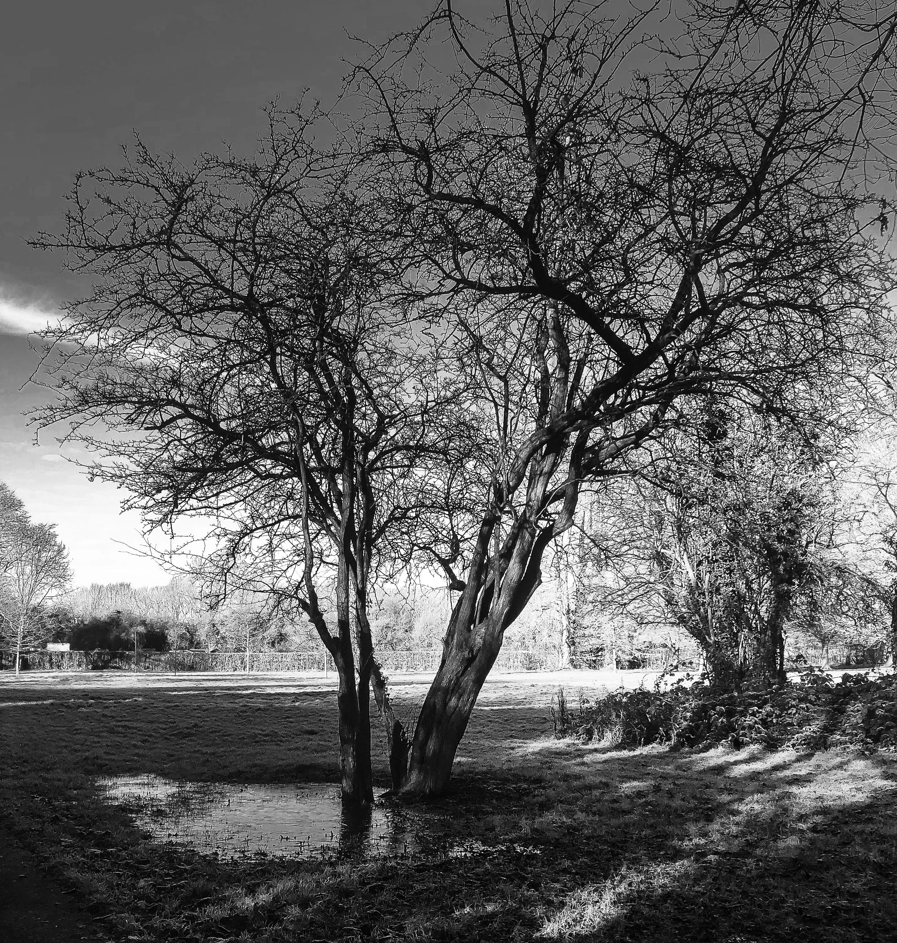 At Markeaton Park