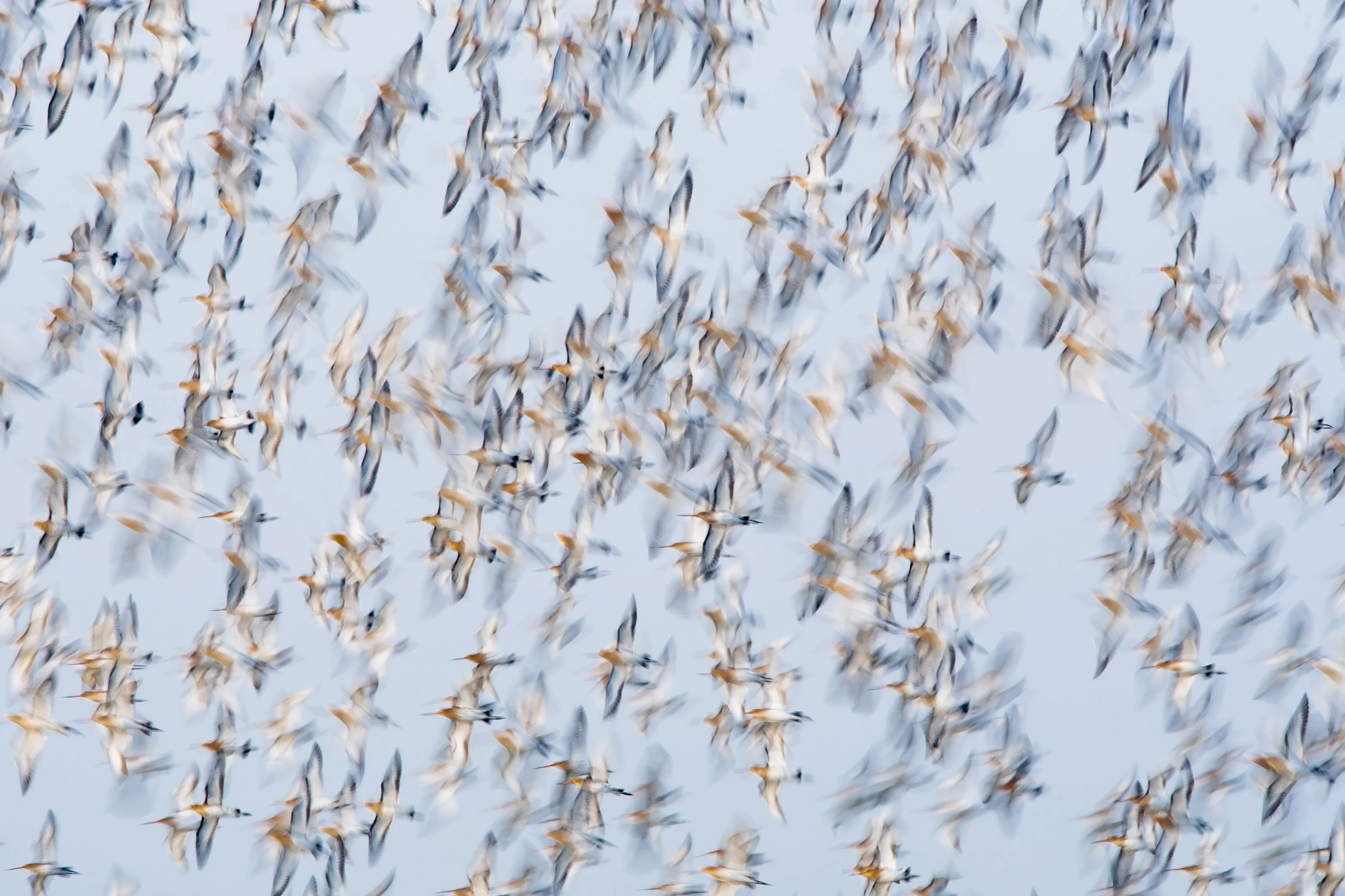 Godwits in flight