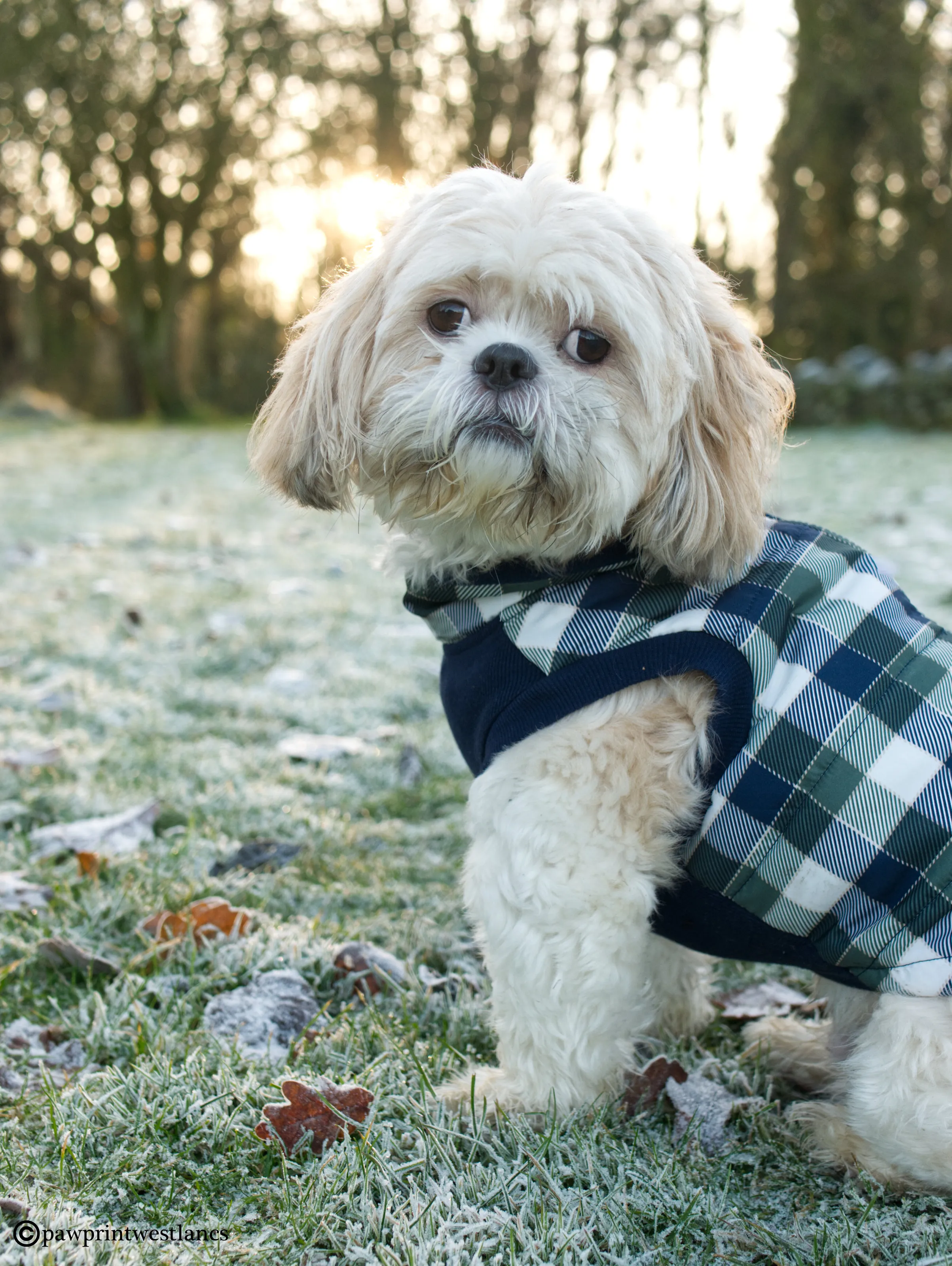 Bark for a Frosty Morning