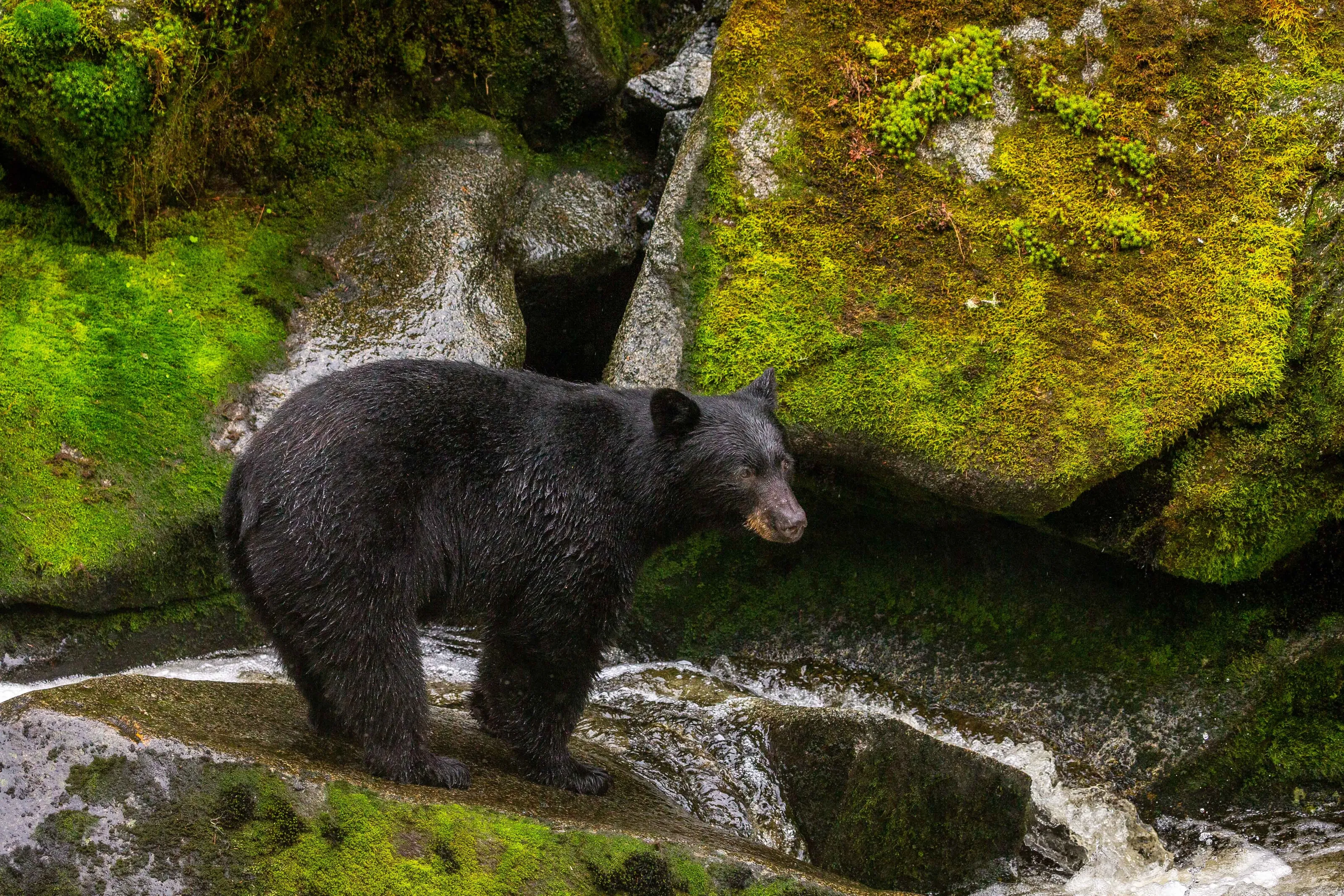 Black bear @ Anan Creek