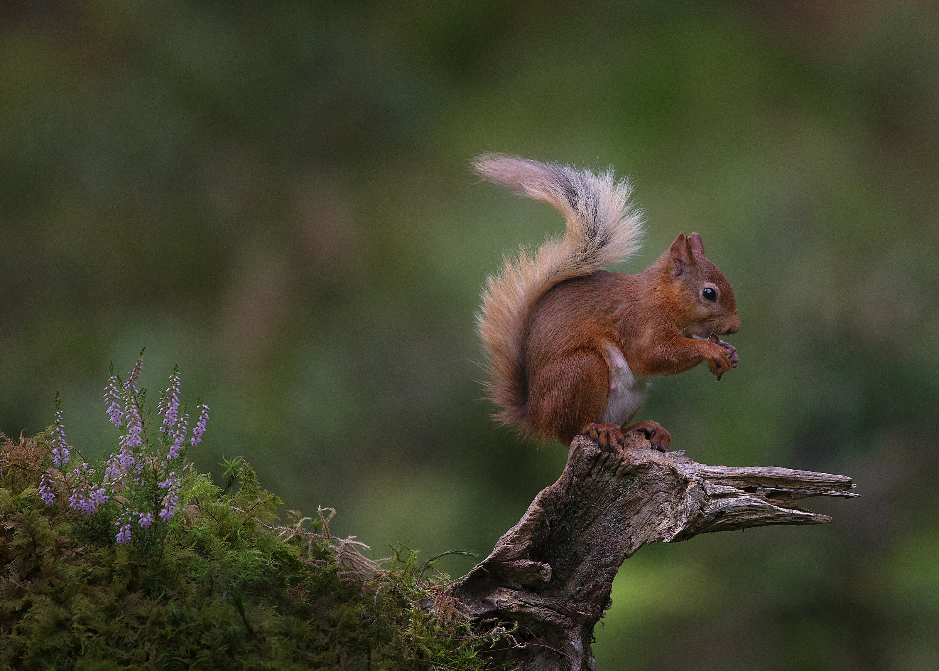 Nice Perch - Red Squirrel