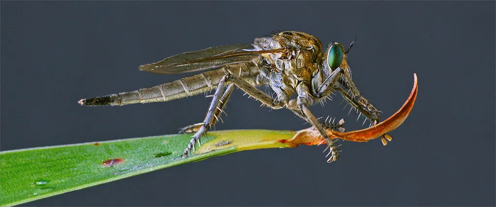 robberfly
