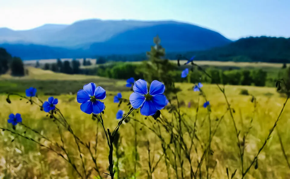 Stop and Smell the Flowers