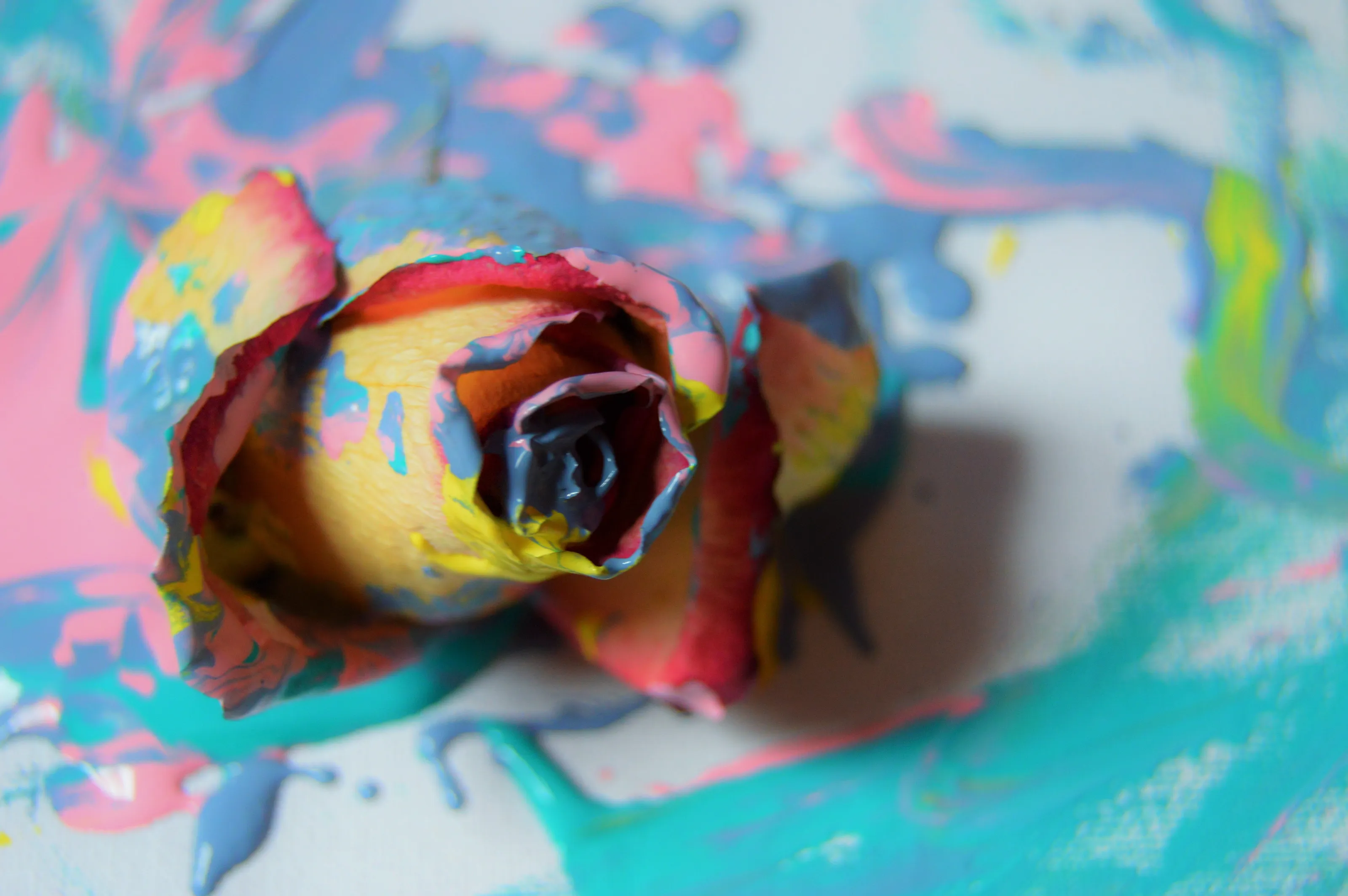 Painting The Roses