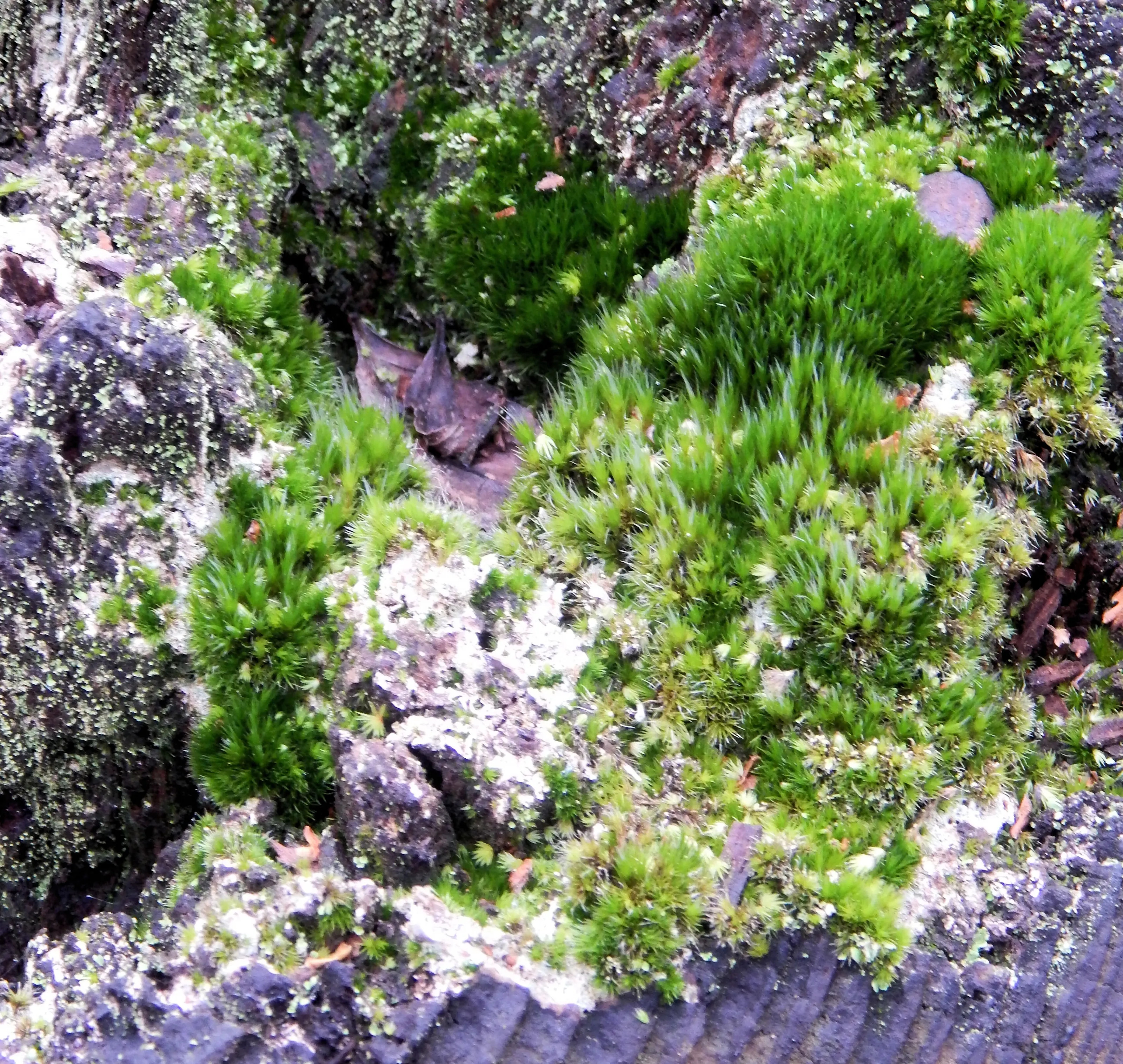 Moss 3