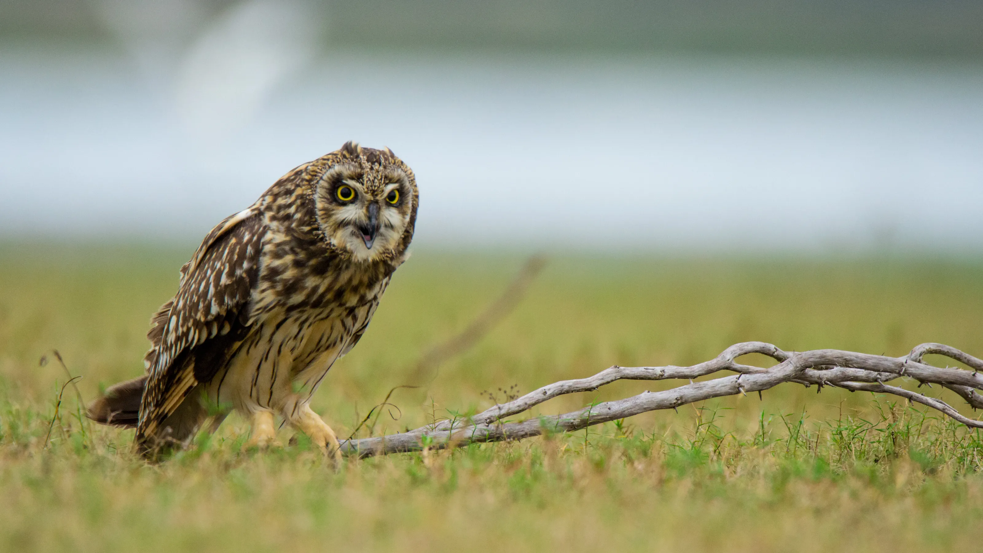 Short eared owl