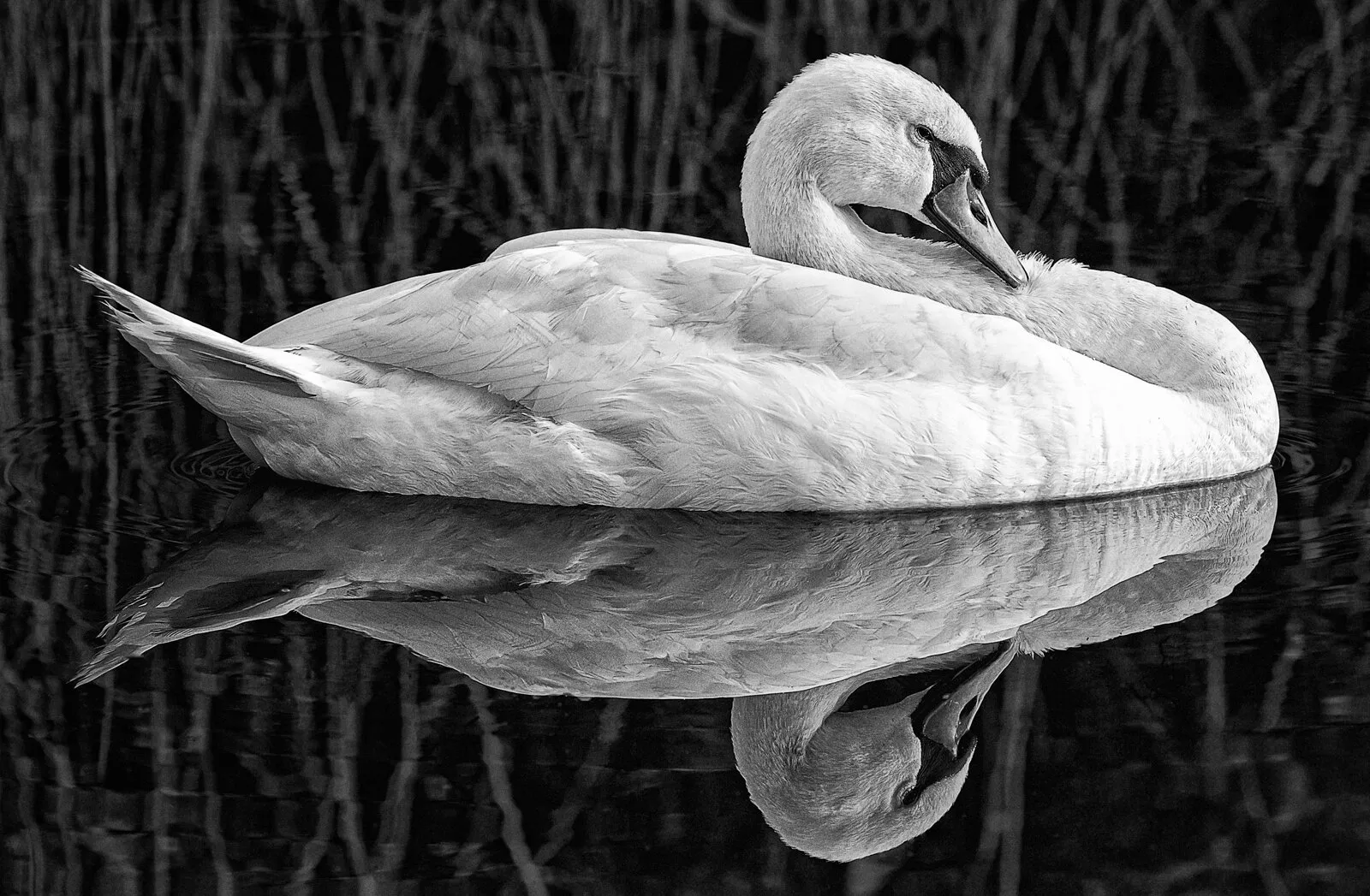 Tranquil reflections