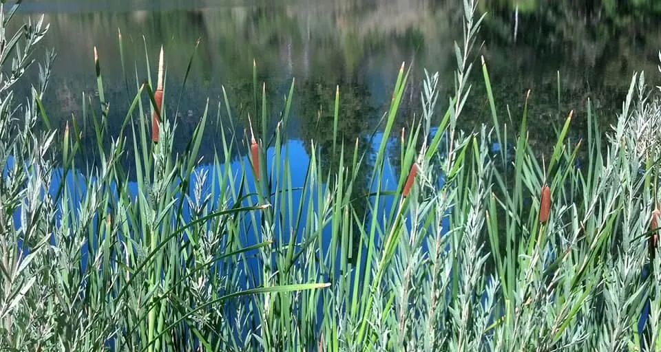 Banner image