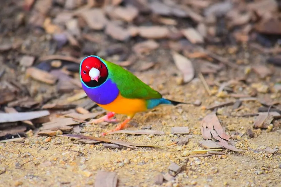 "Chirp Chirp"