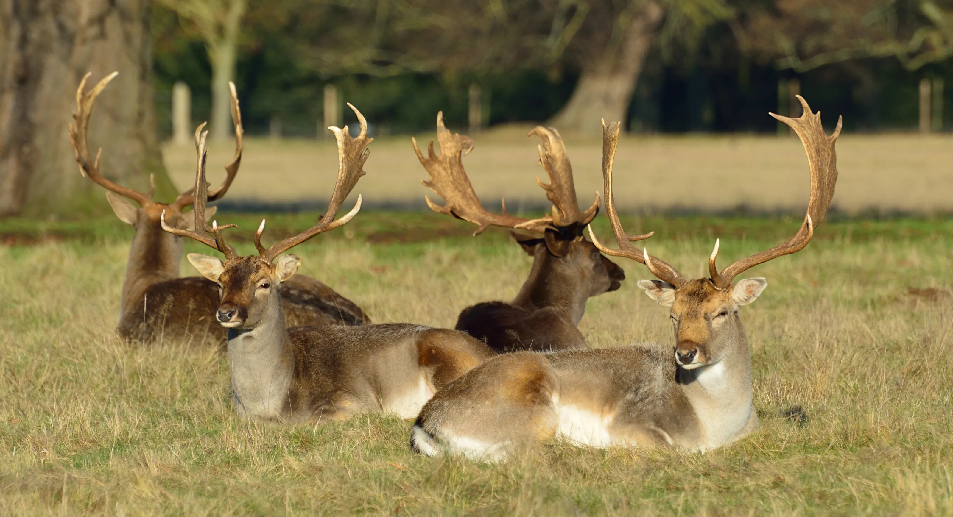 Fallow Deer Having a Rest