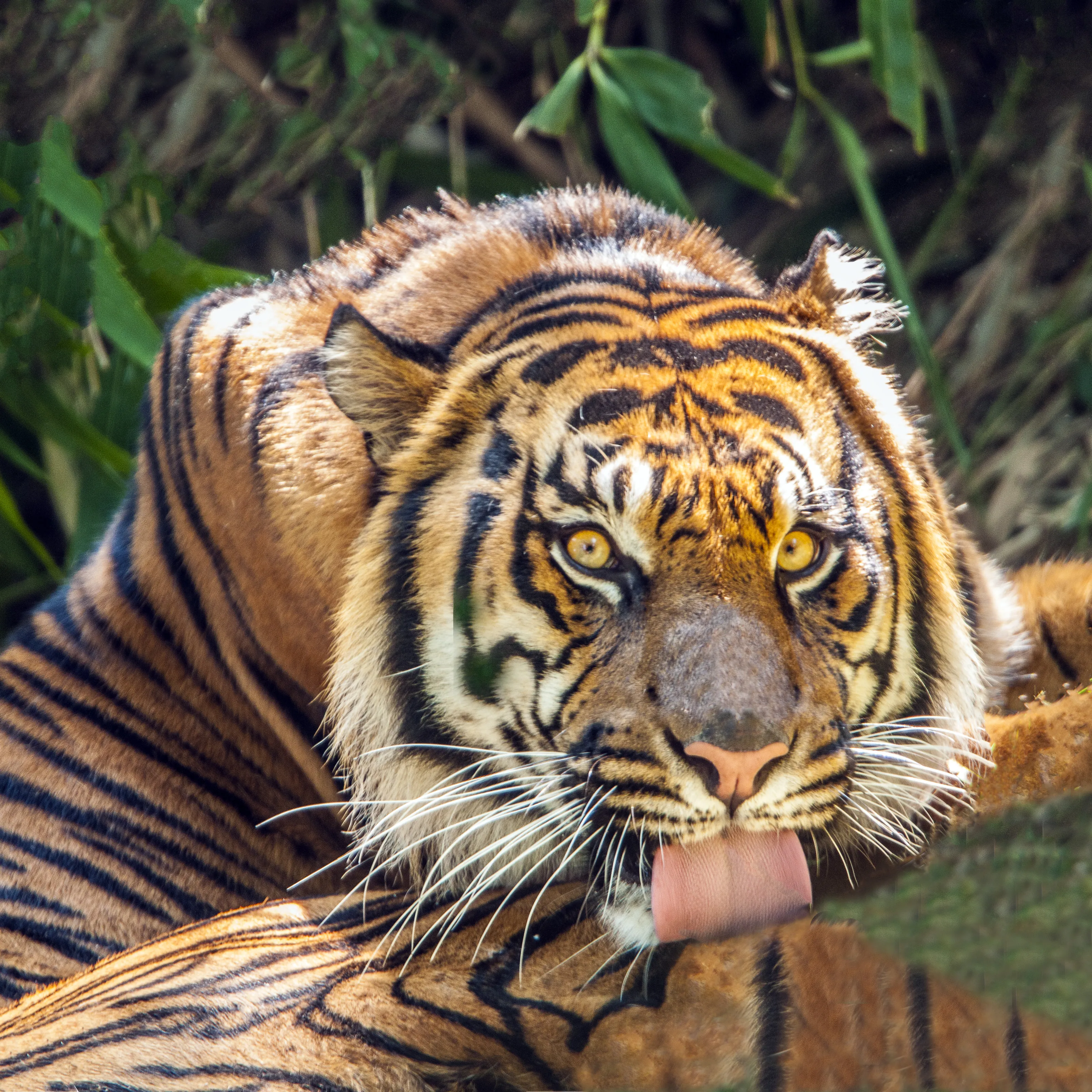 Grooming