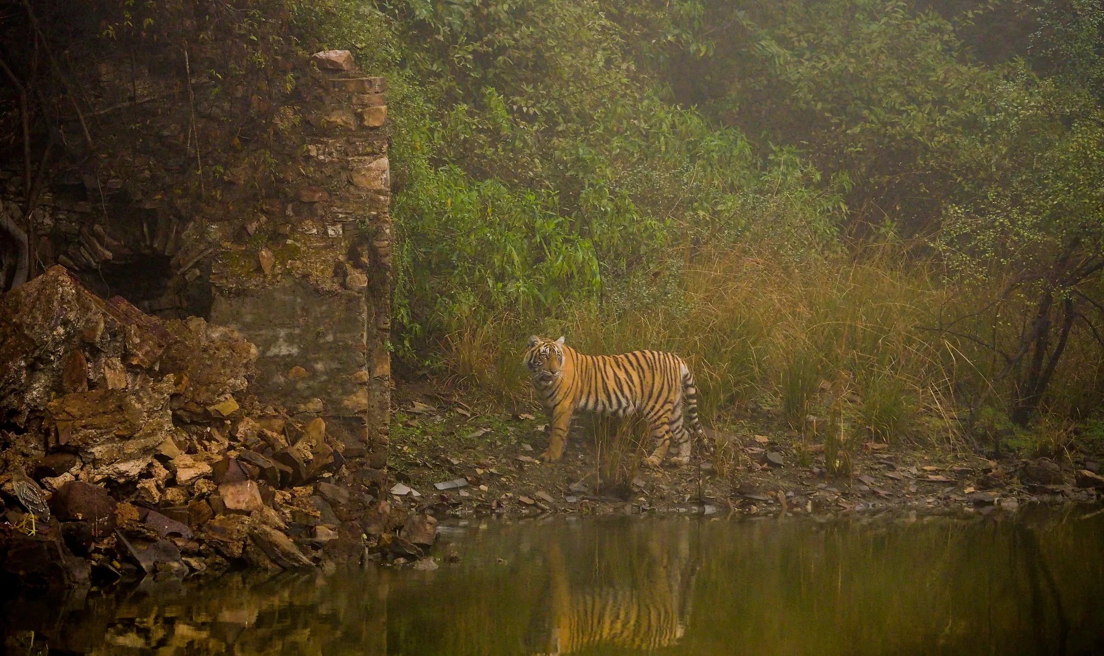 Tiger, Tiger, Burning Bright . . .