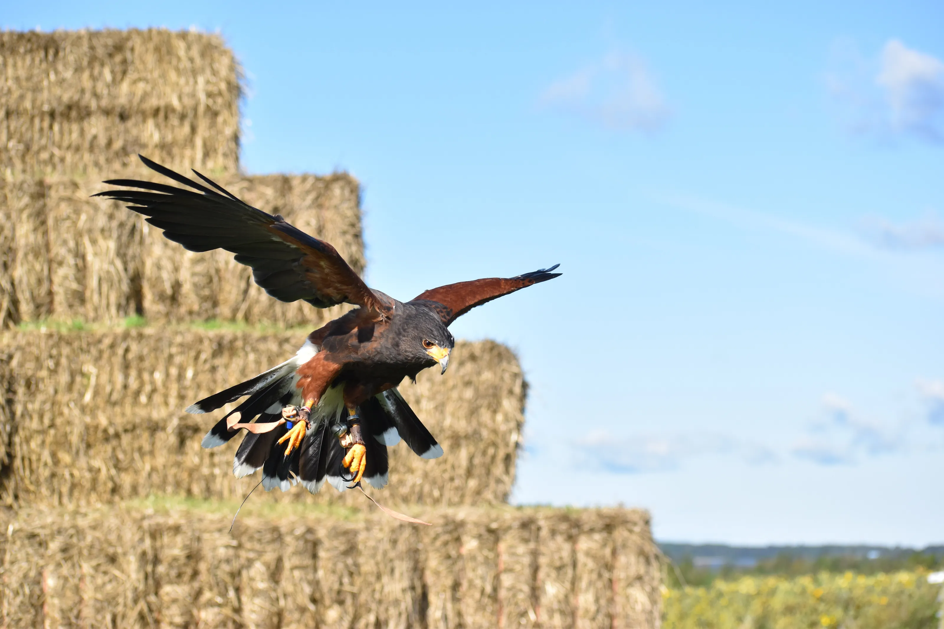 Splat the Harris Hawk