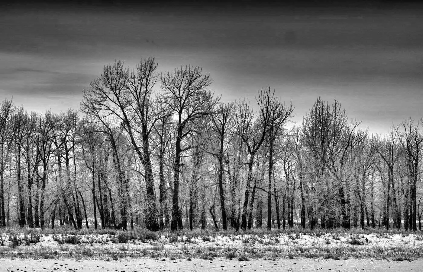 Winter season in Edmonton.