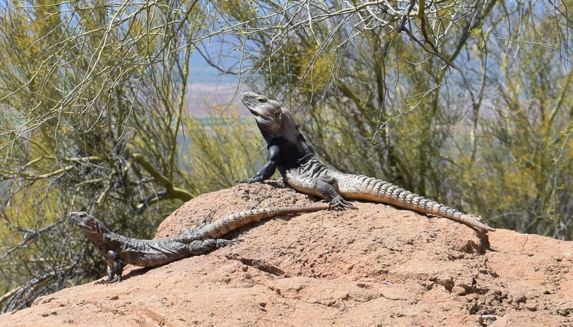 Pair of Spinytail Iguanas