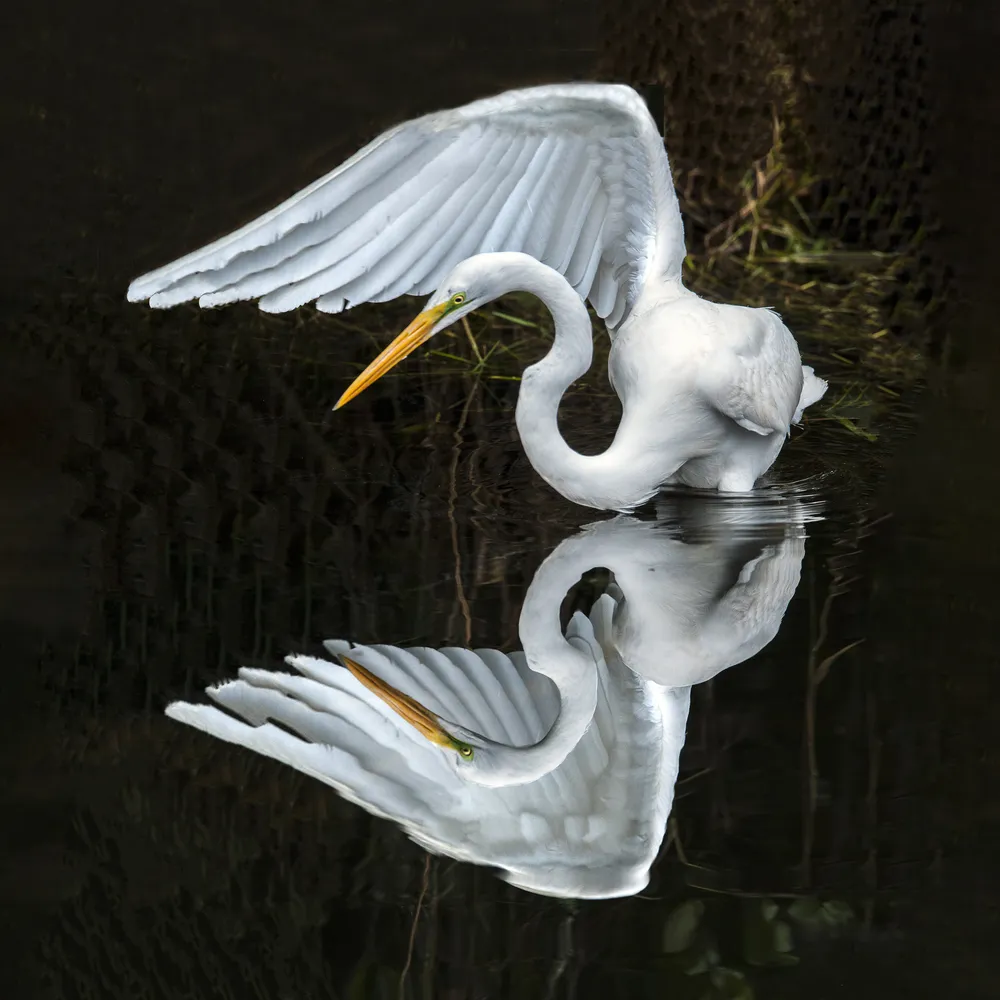 Great Egret Splendor