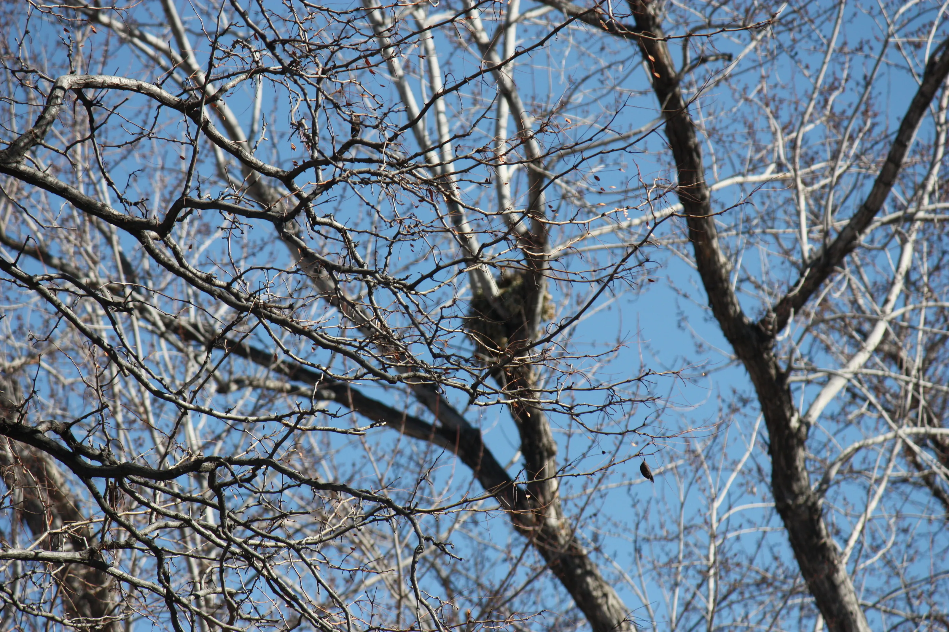 Life In The Trees