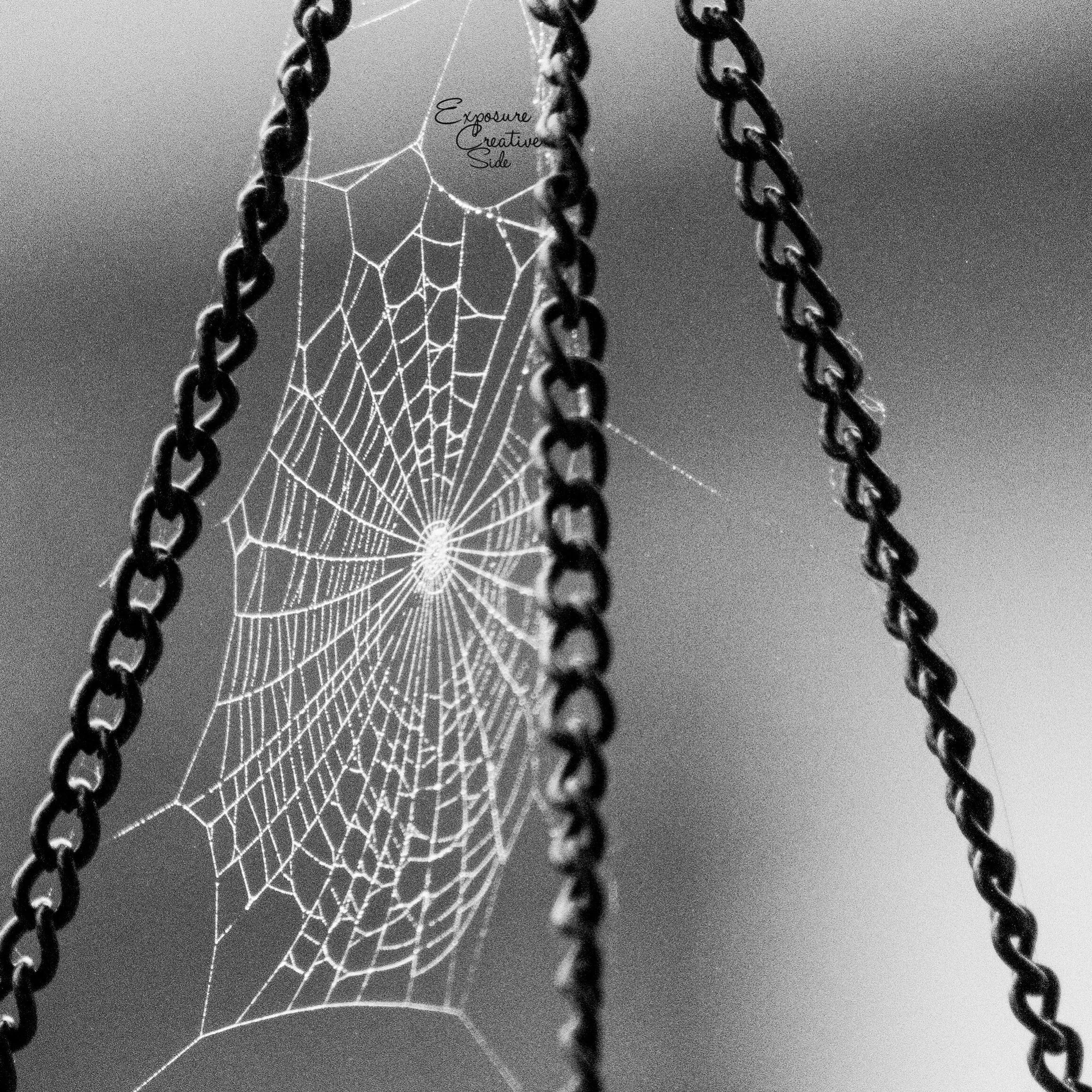 Itsy Bitsy Spiderweb