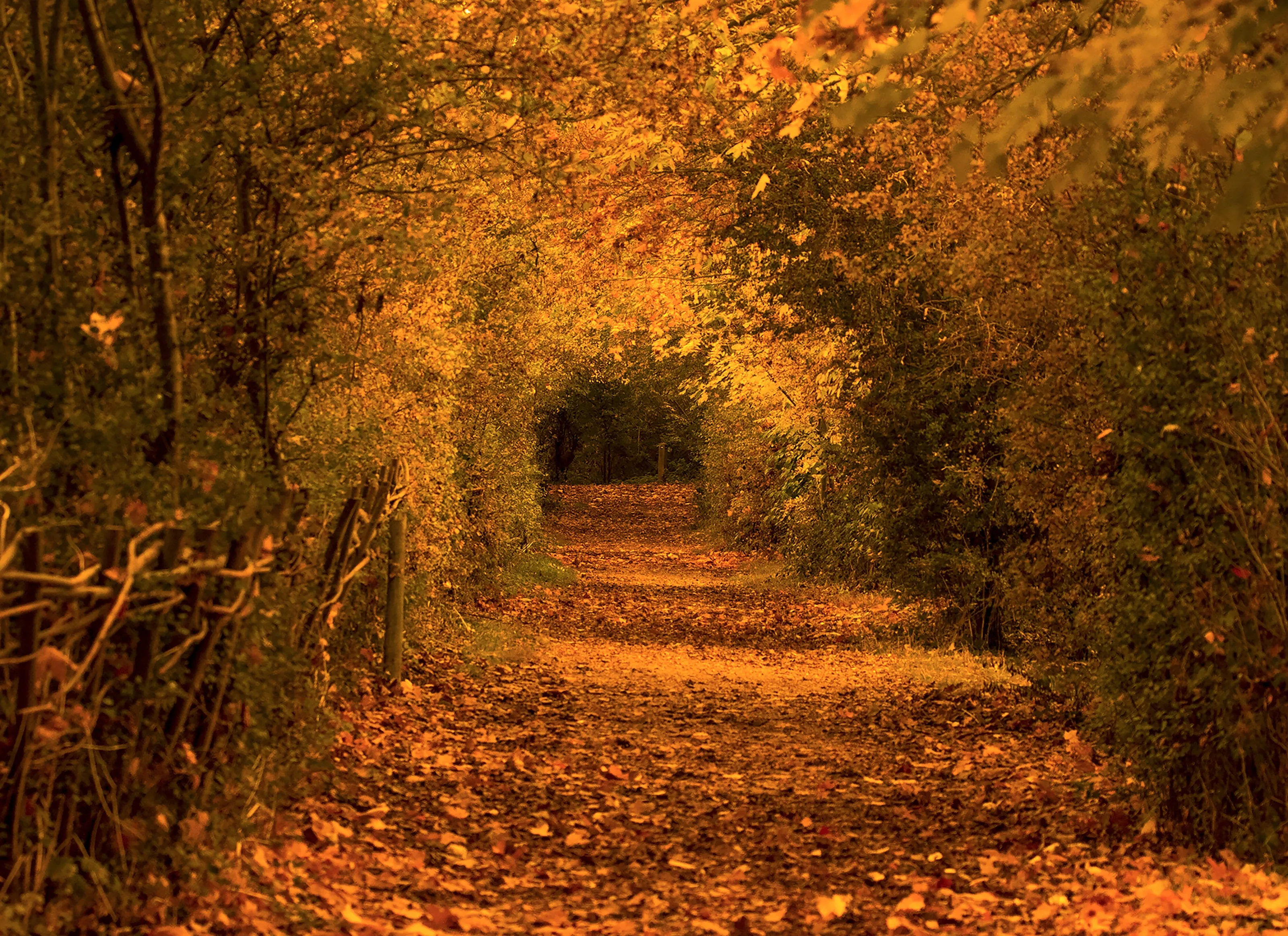 Autumn walk way